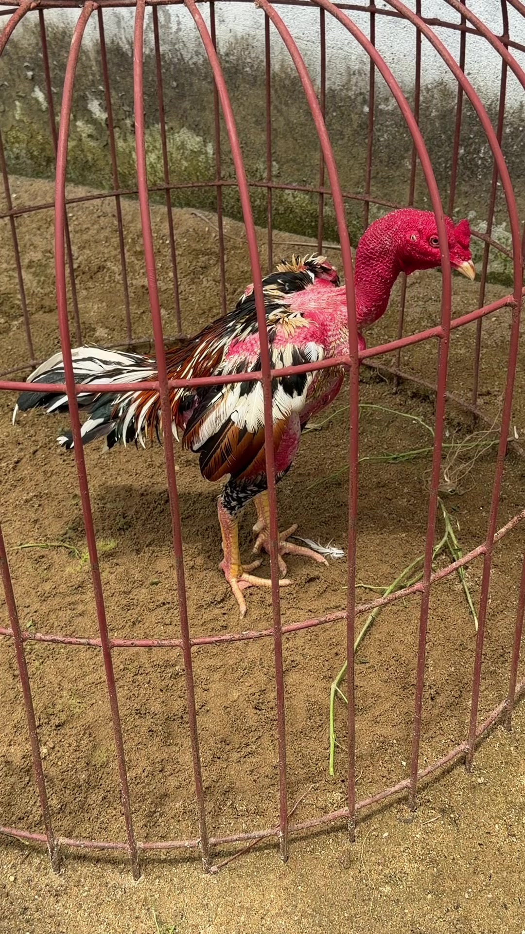 @Quốc kh&aacute;nh
