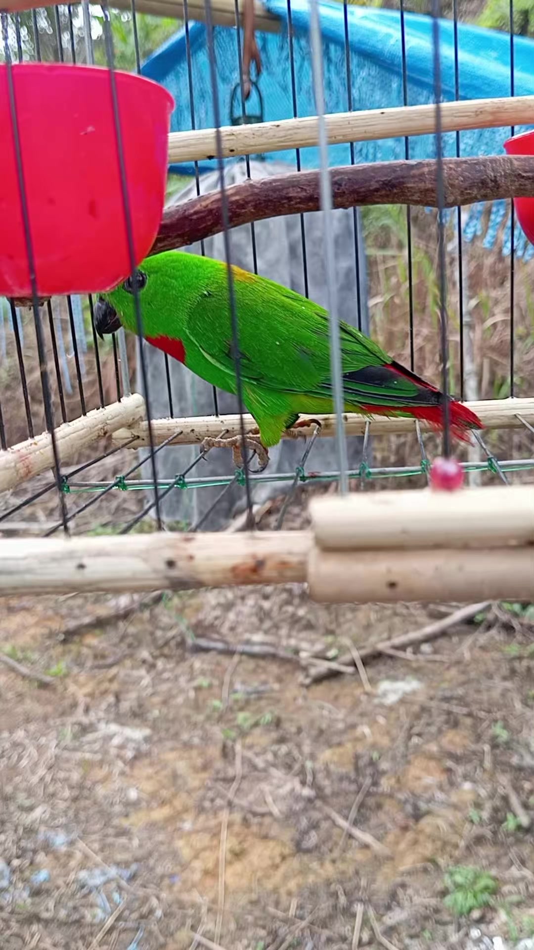 @Srindit kaltara 🦜
