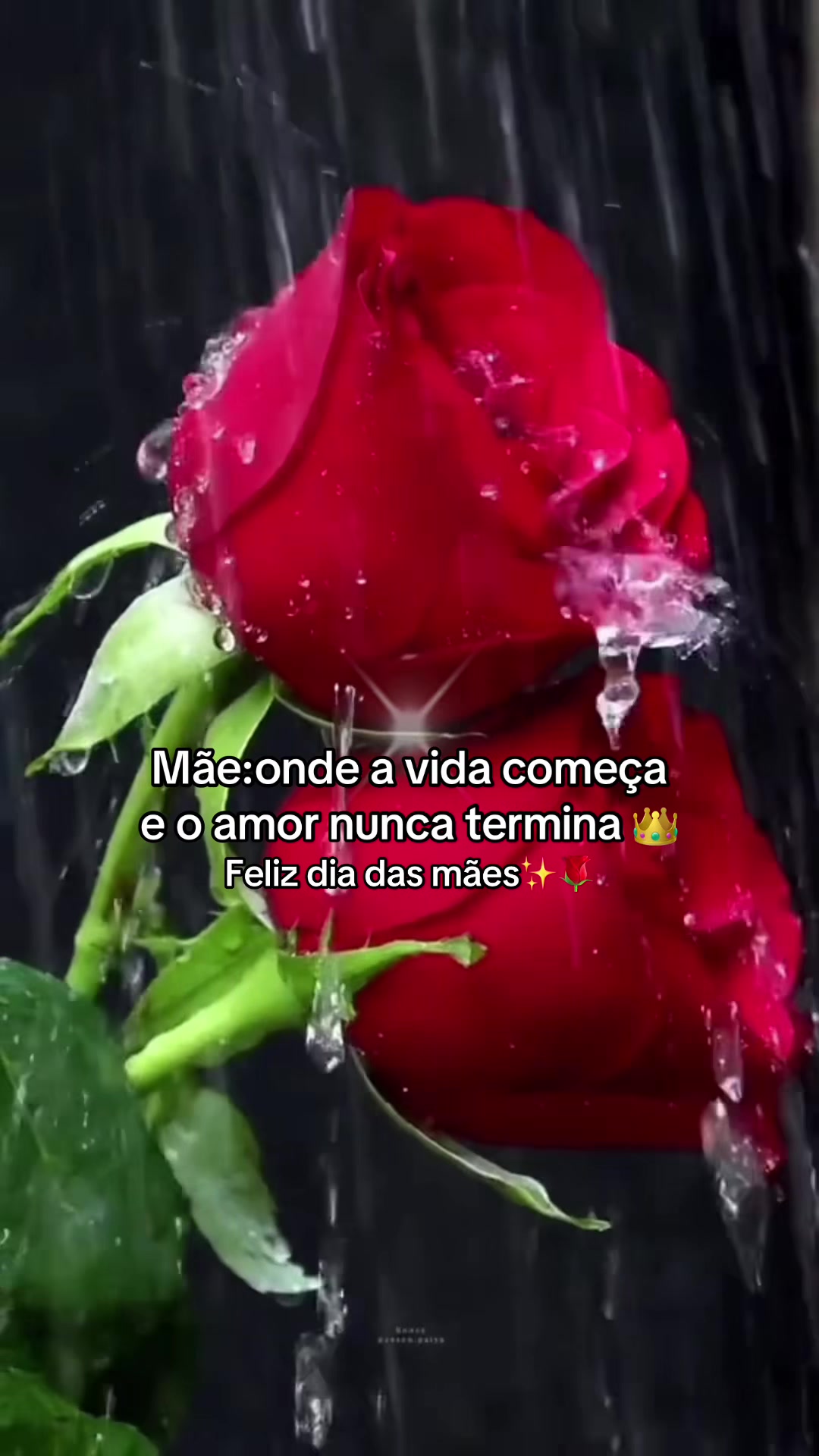 @jose Fernandes