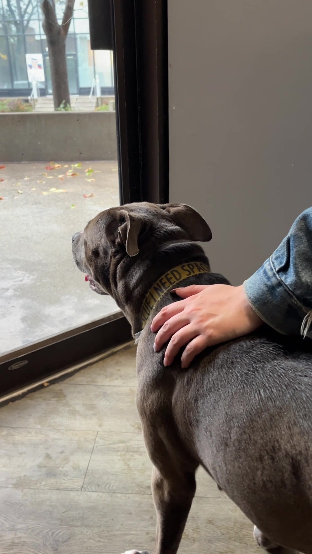 @Montreal SPCA
