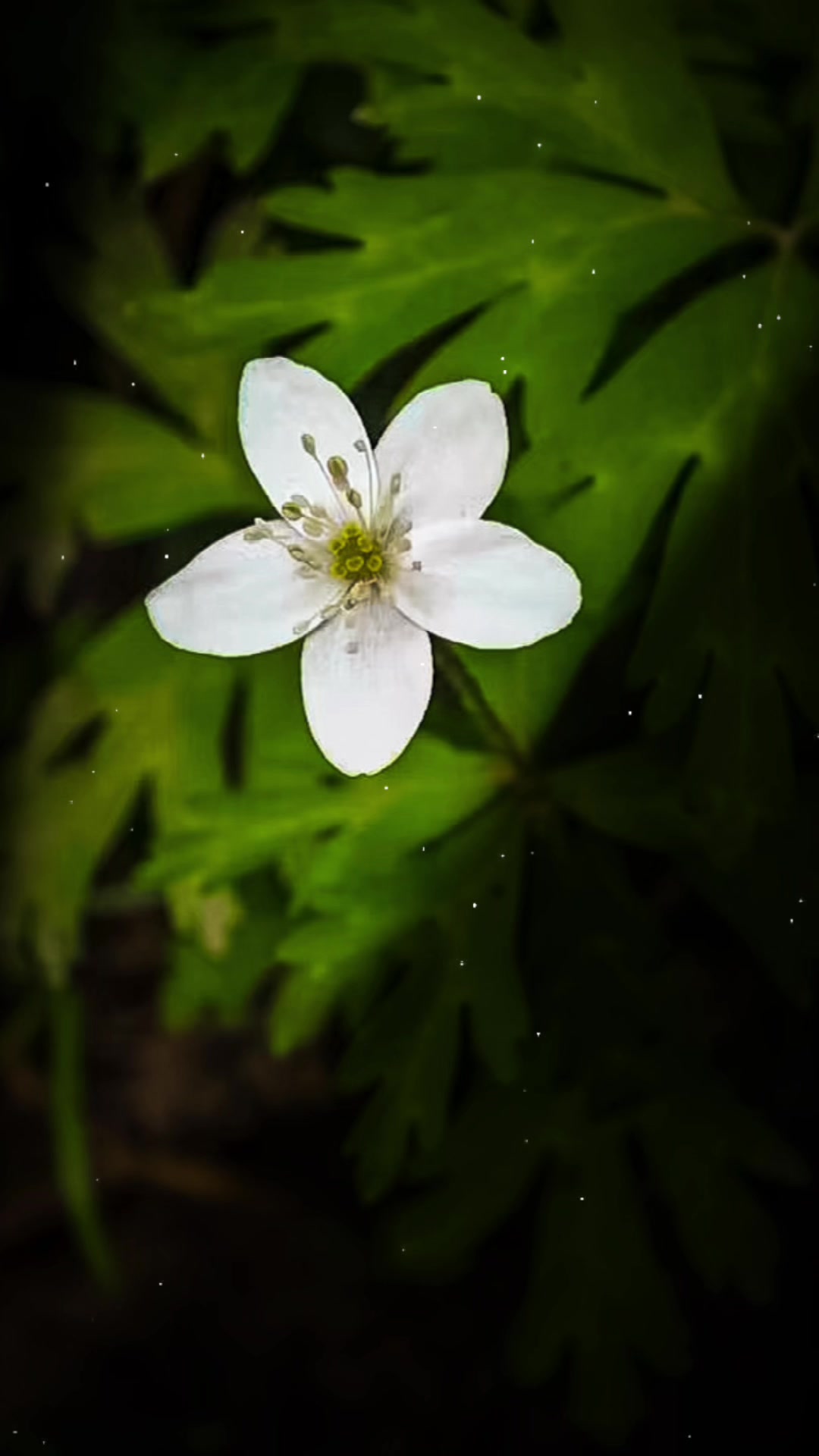 @𝑻𝒂̂𝒏 𝑻𝒉𝒊
