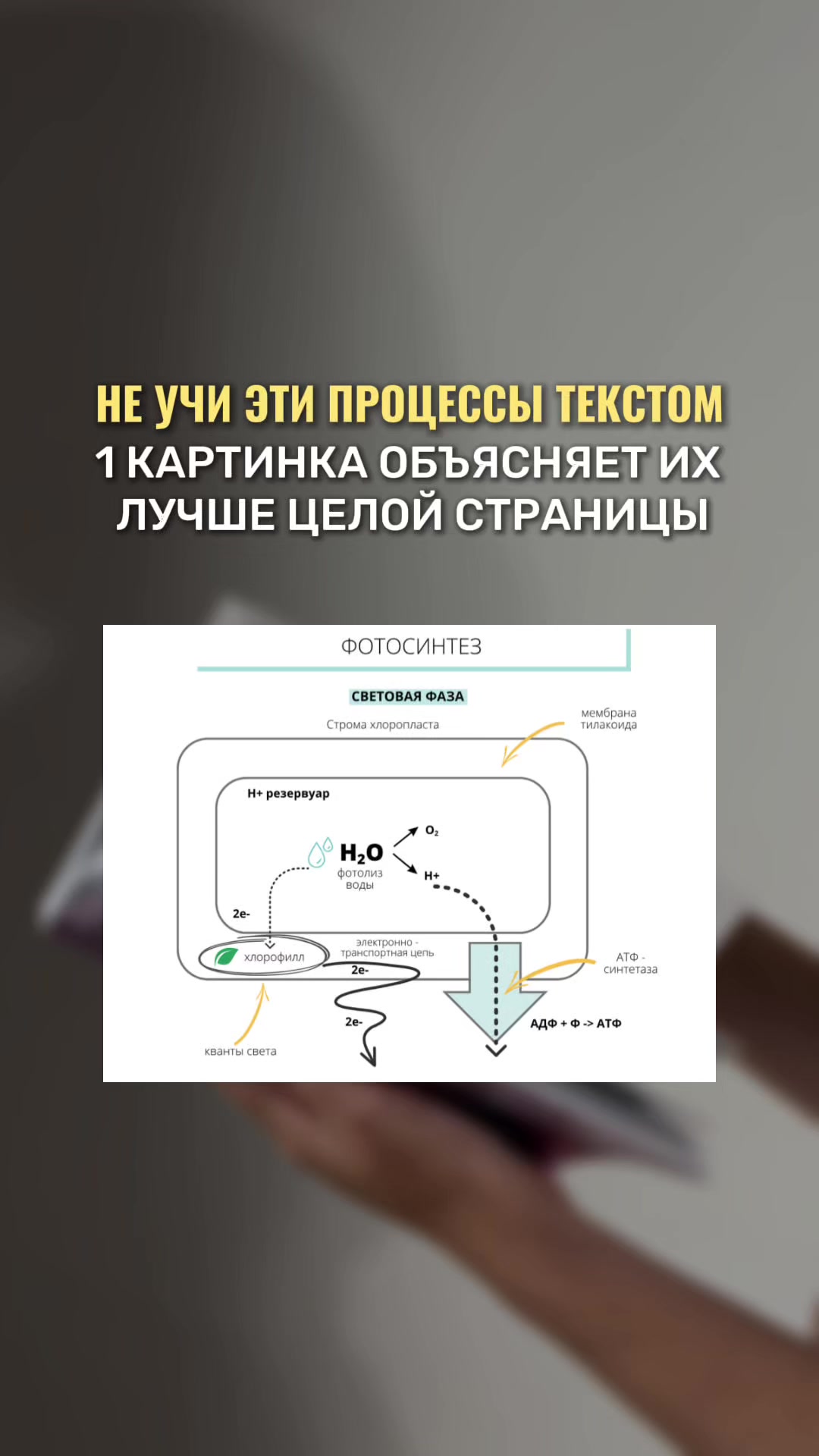 @Алёна Бриз