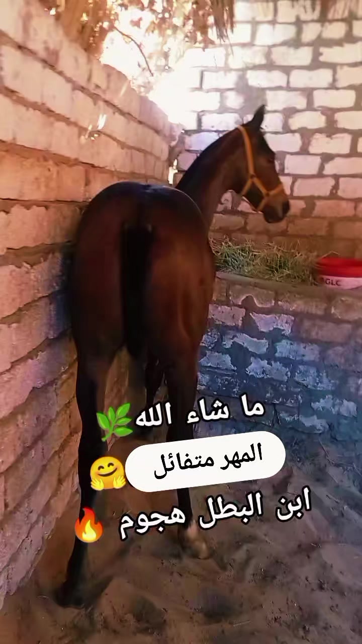 @چياب الاصايل