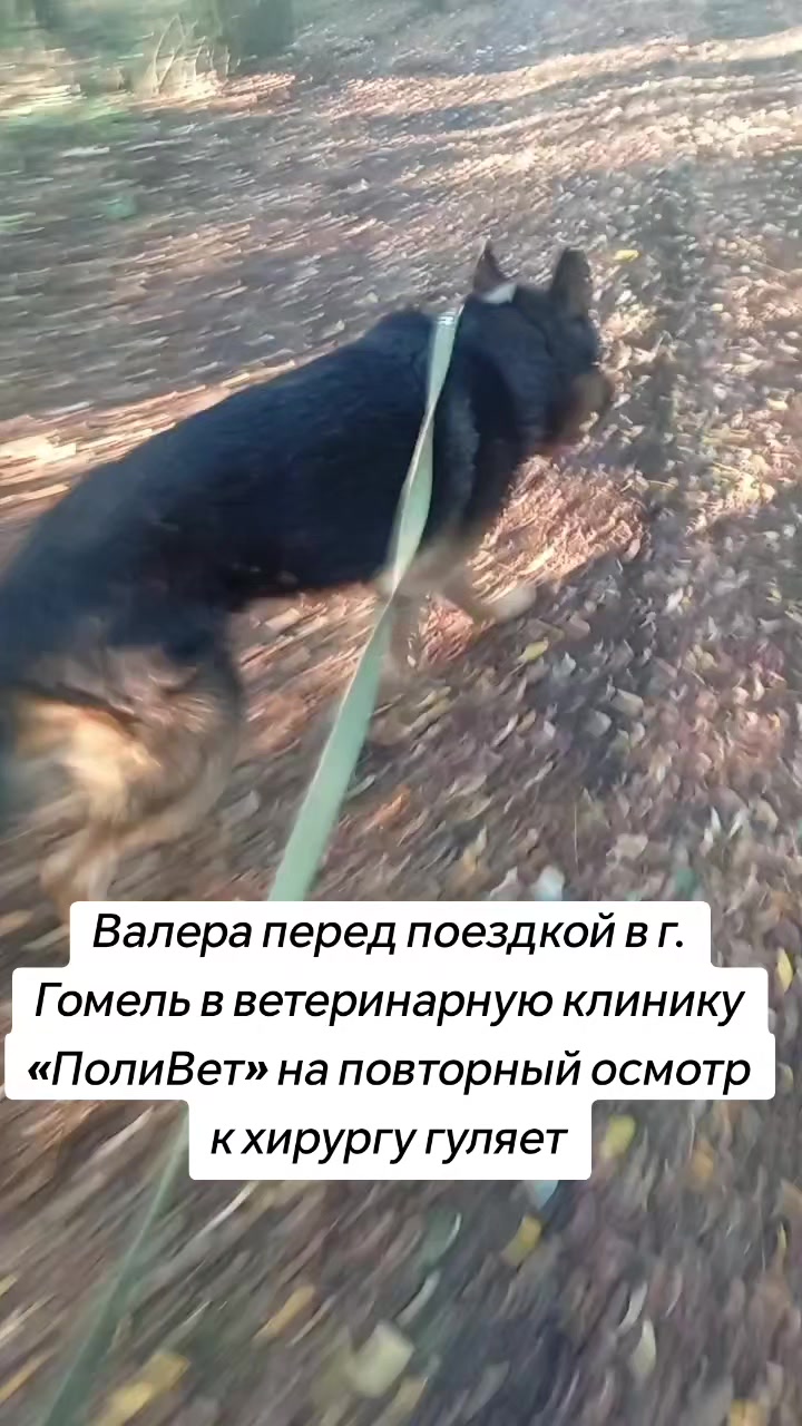 @Передержка «Лёнин рай» 🐶🦮