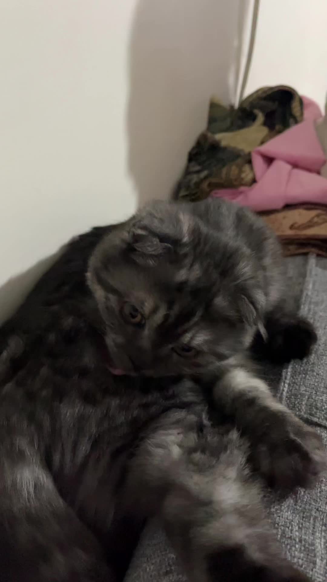 @ilke