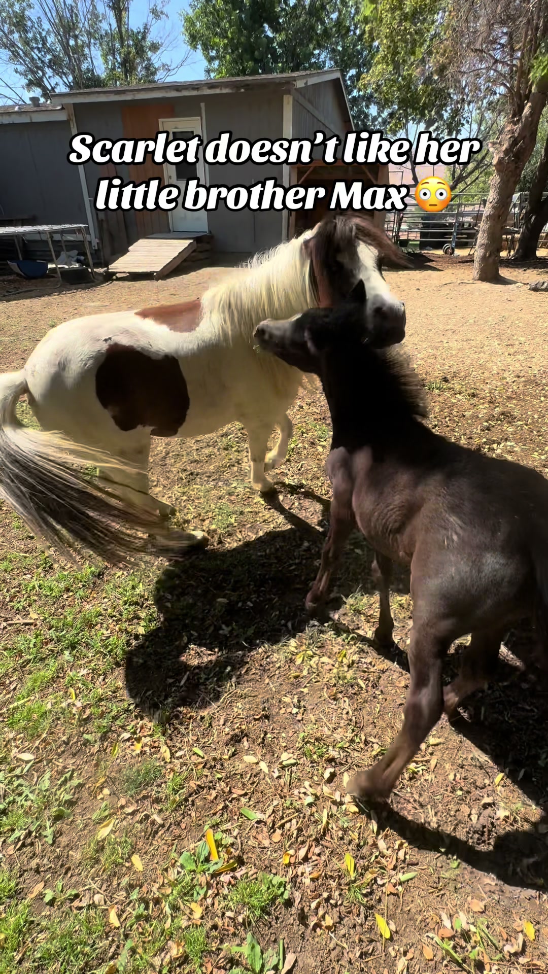 @Hot Sauce the Mini horse 🐎