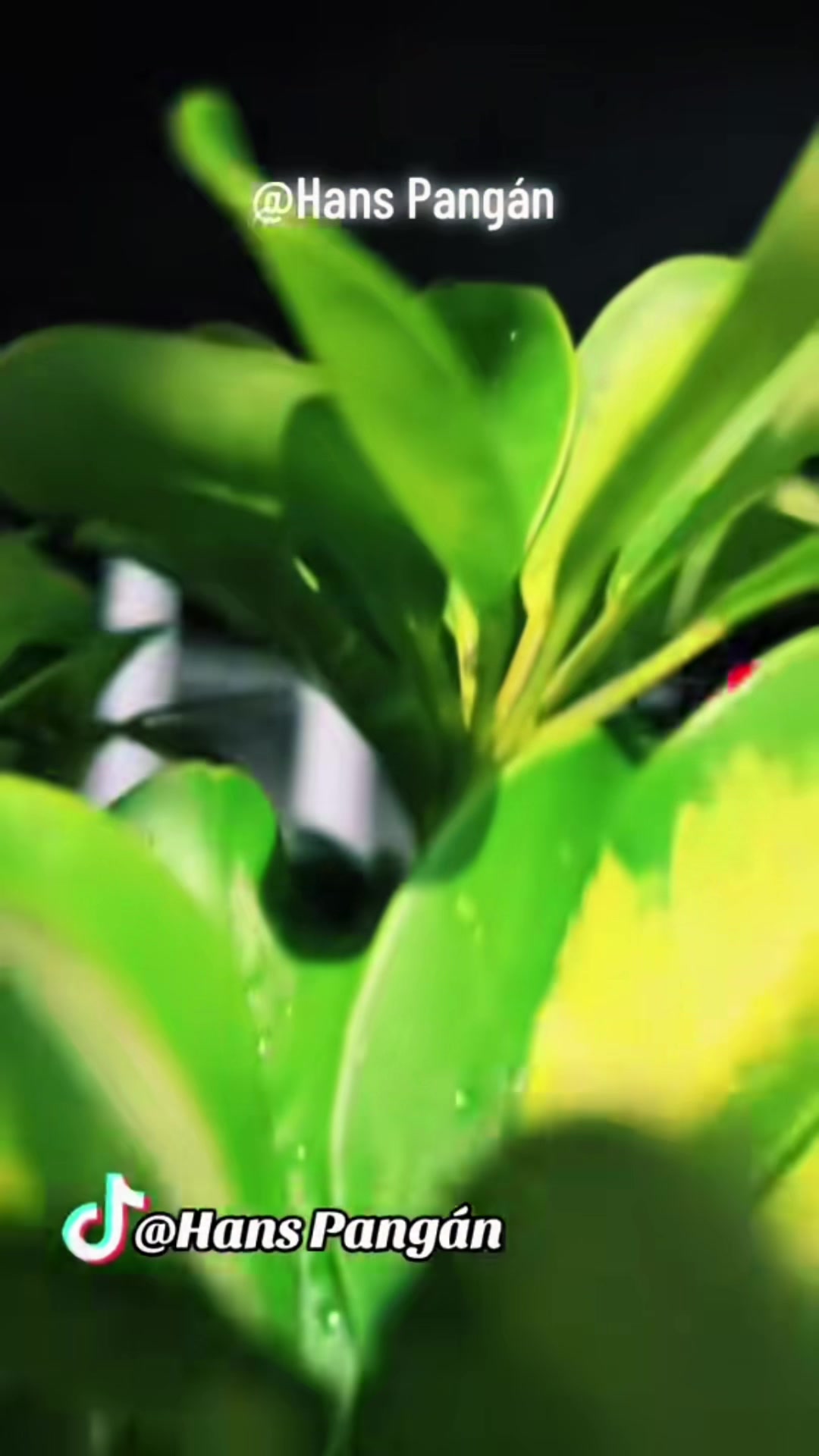 @🎥🇬🇹𝑯𝒂𝒏𝒔 𝑷𝒂𝒏𝒈𝒂́𝒏✅&reg;
