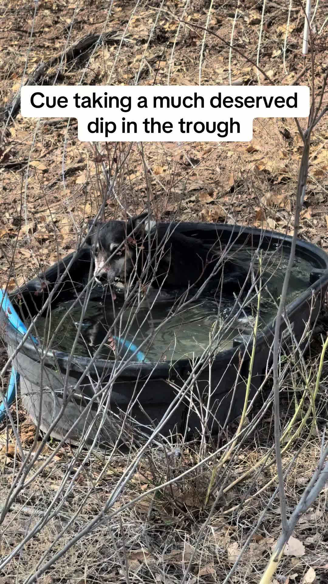 @cowboymax