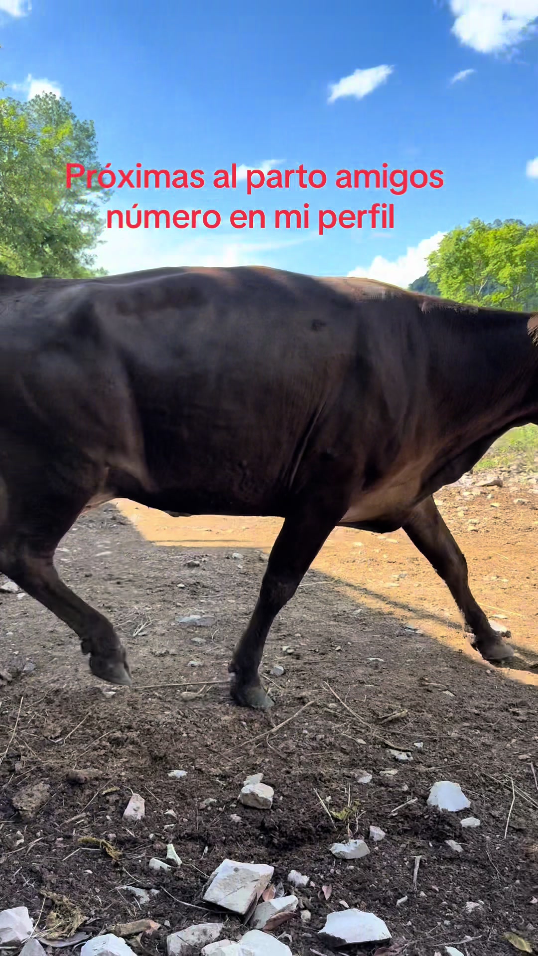 @Lening Lara