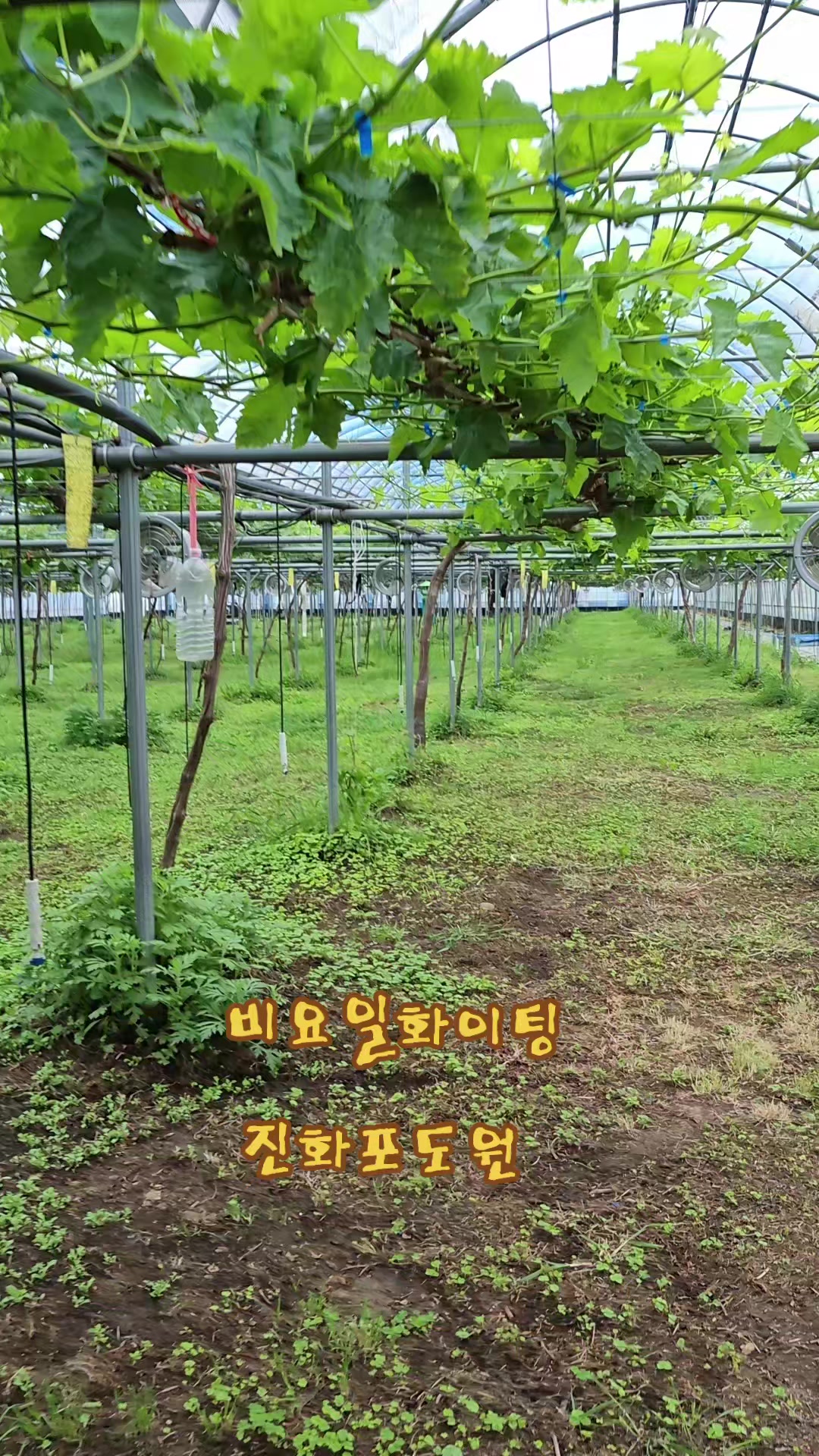 @진화포도원