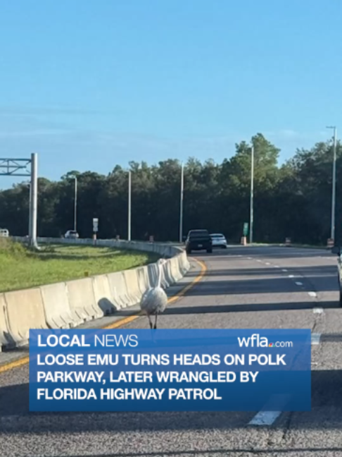 @WFLA News Channel 8