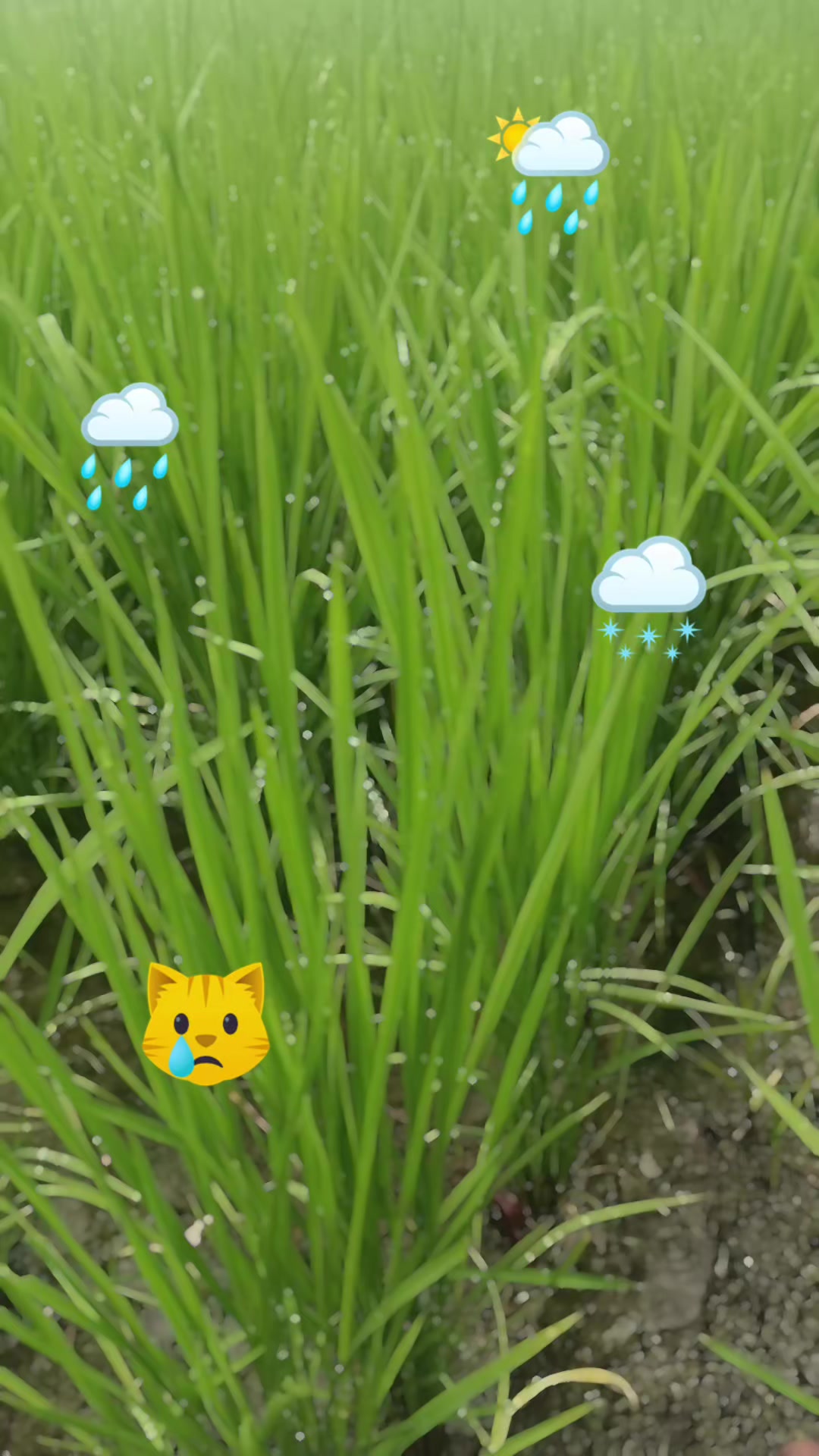 @曾國華(牛奶)