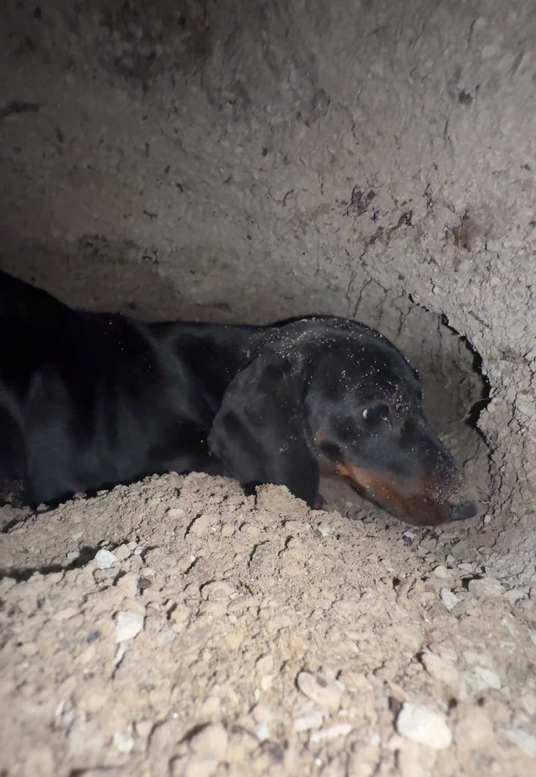@olive the mini dachshund