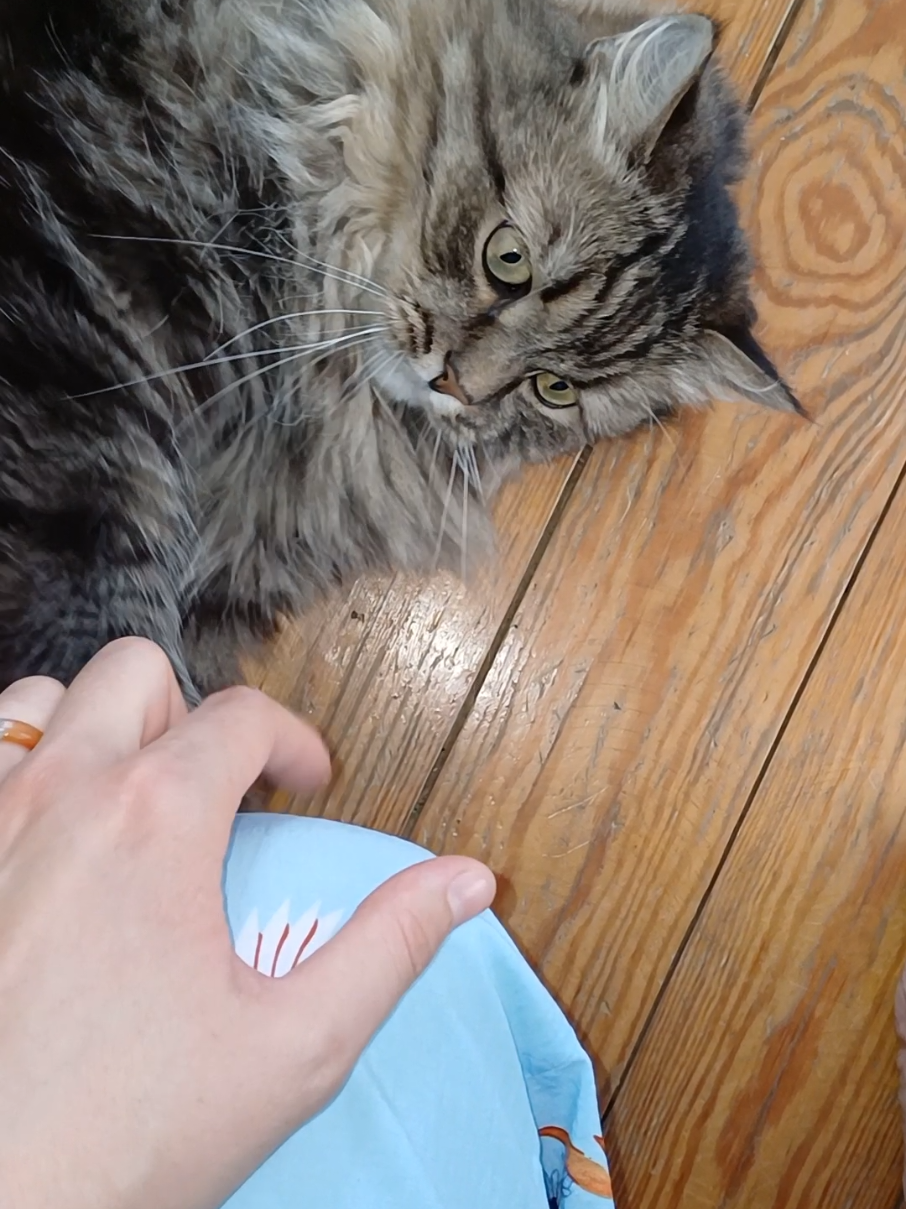 @cat_bayun_
