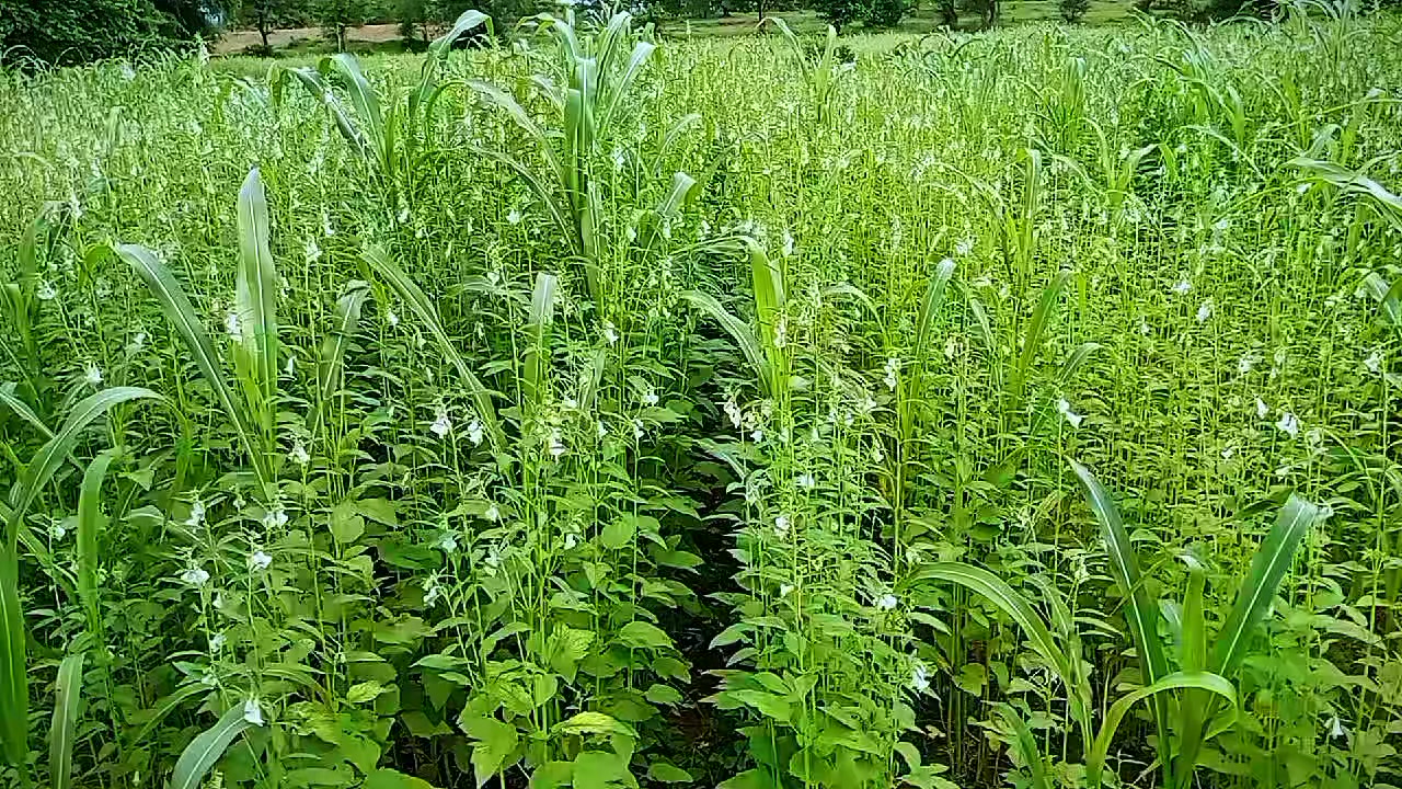 @8/နက်မောက်သားလေး