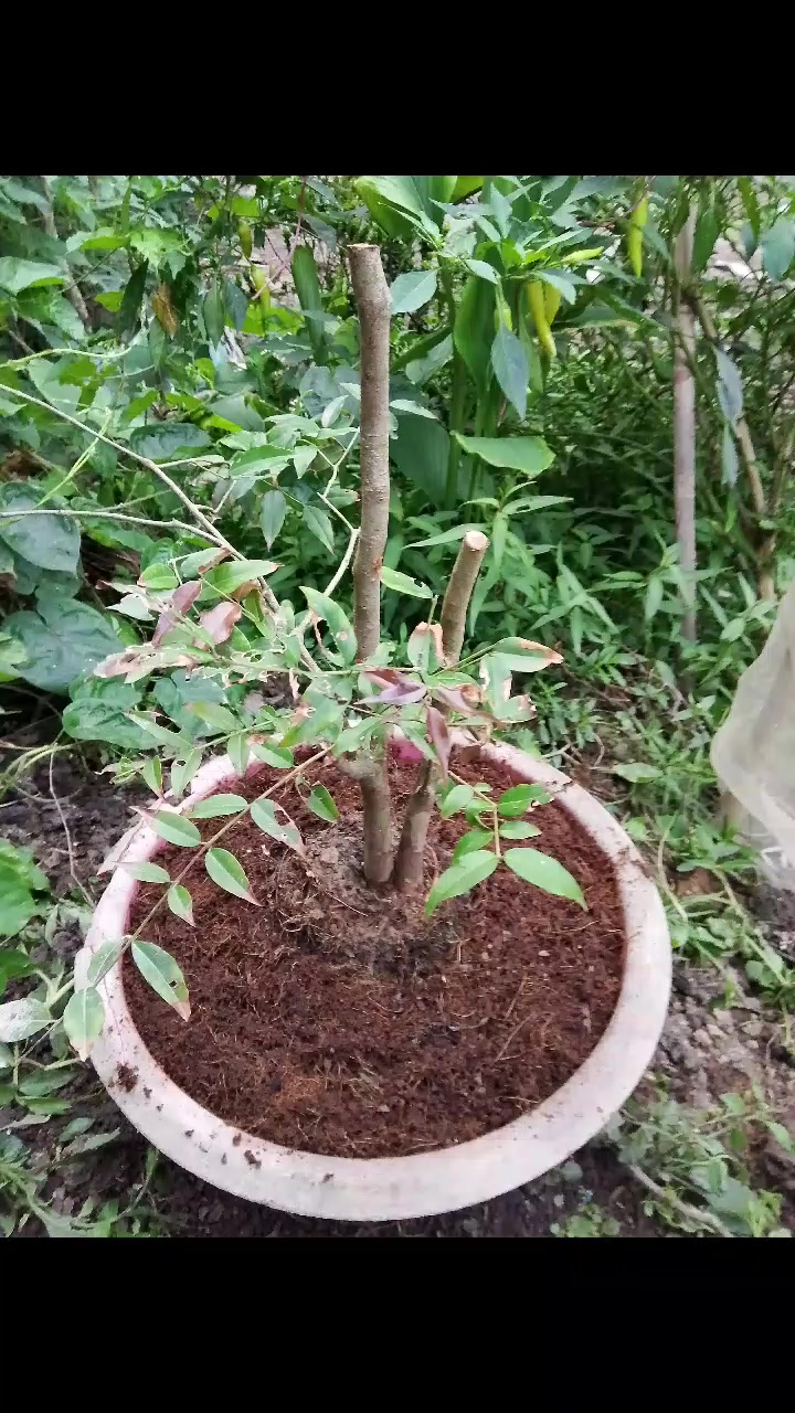 @Nguyễn Văn Hiền