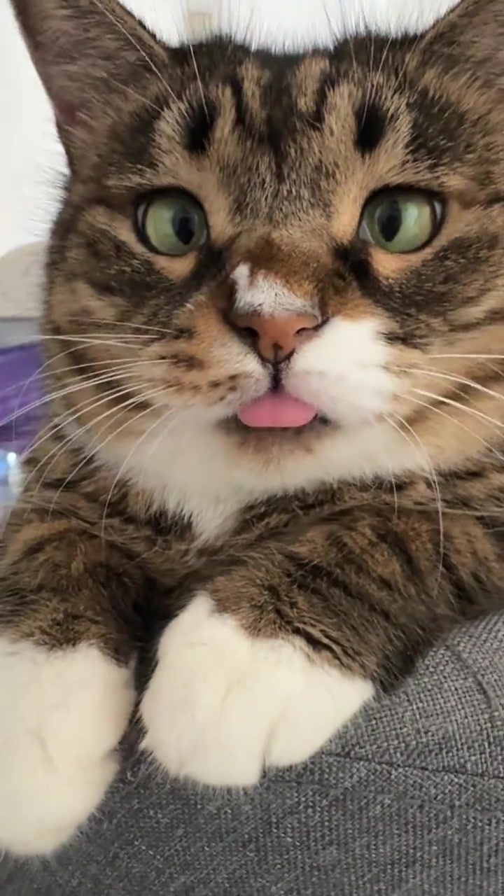@Skibidi Cat