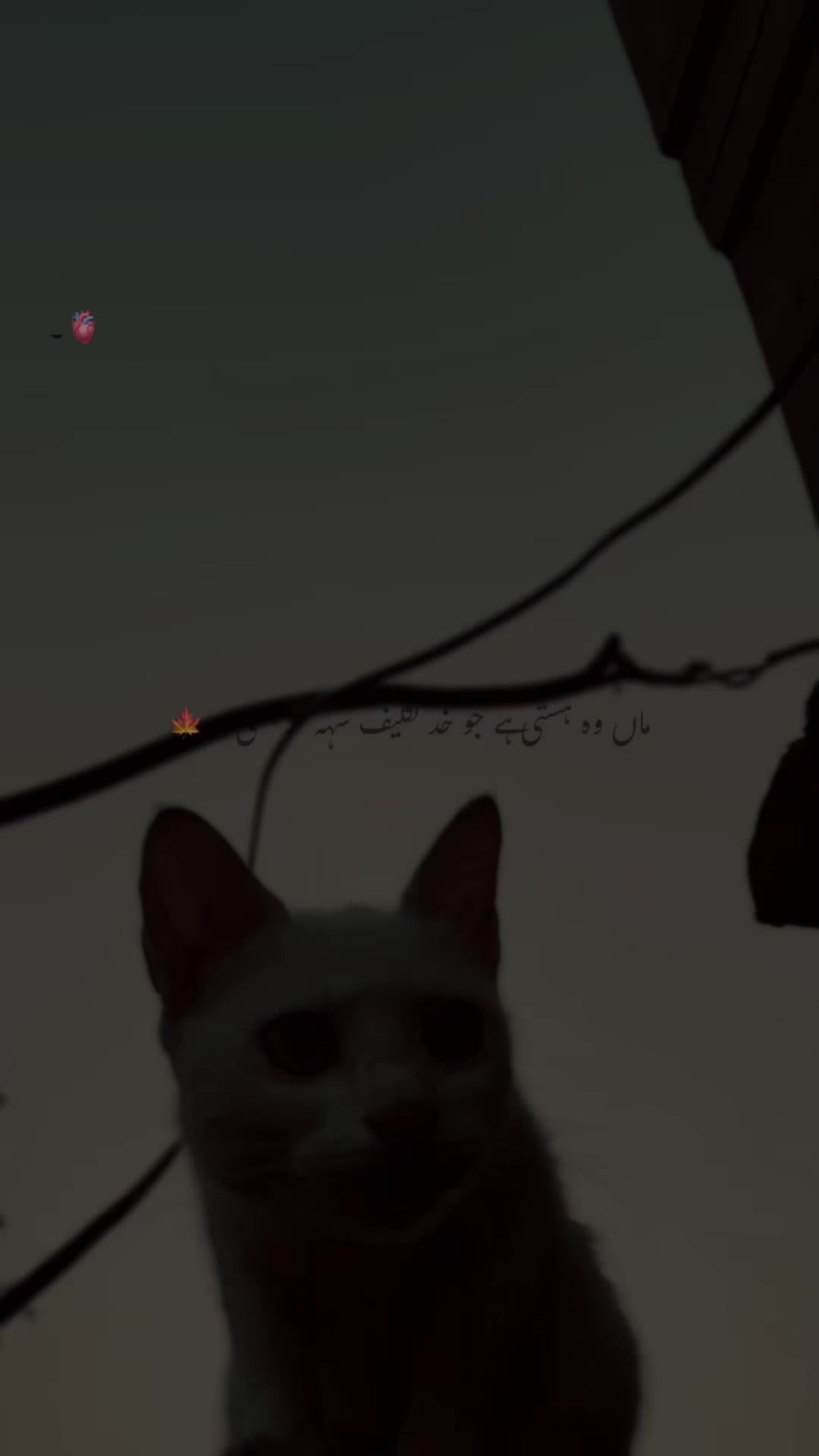 @🎭｡