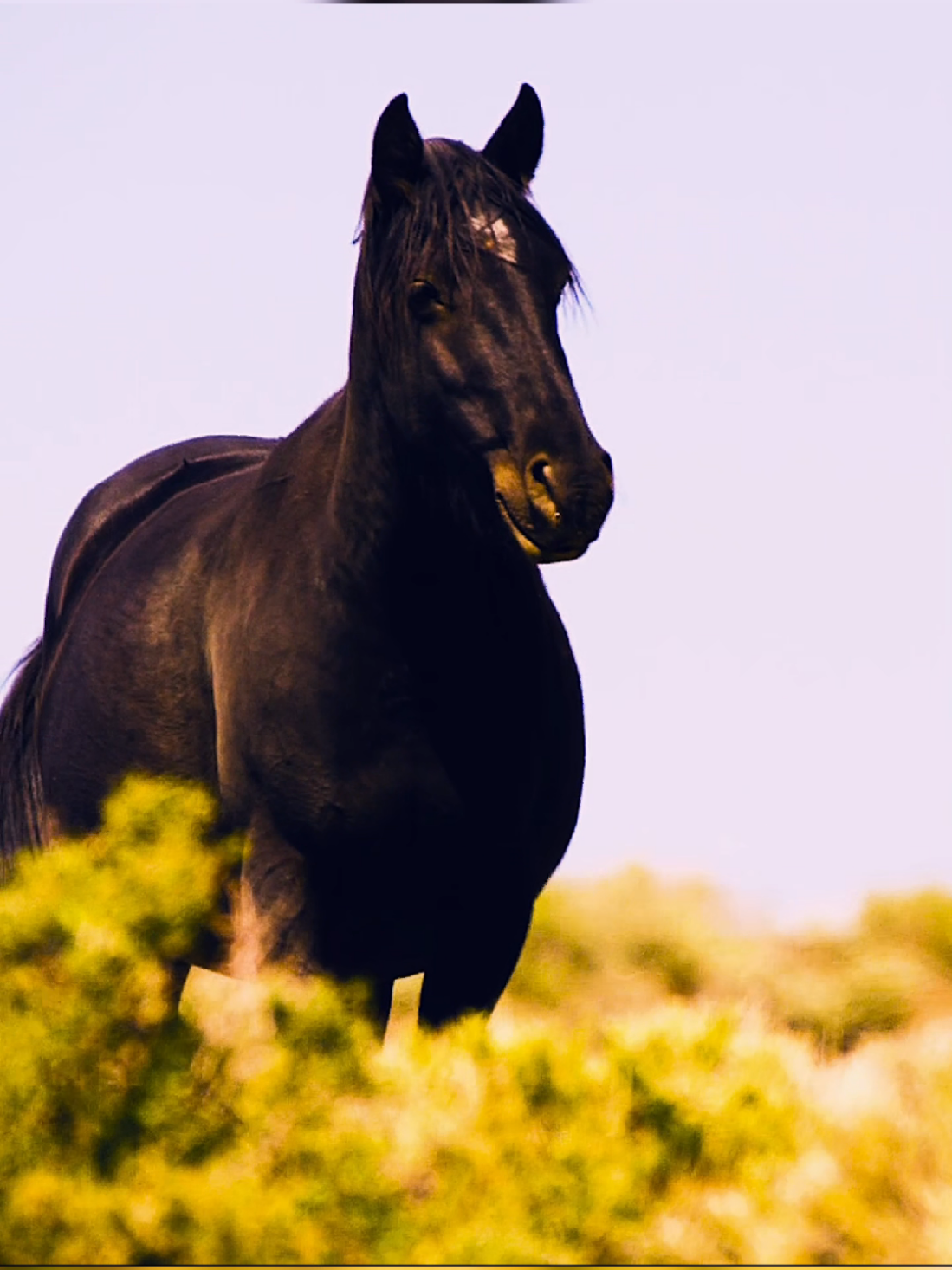 @Animallovers