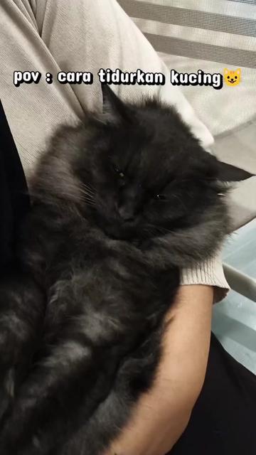 @Cats Hometown Pet Shop Klang