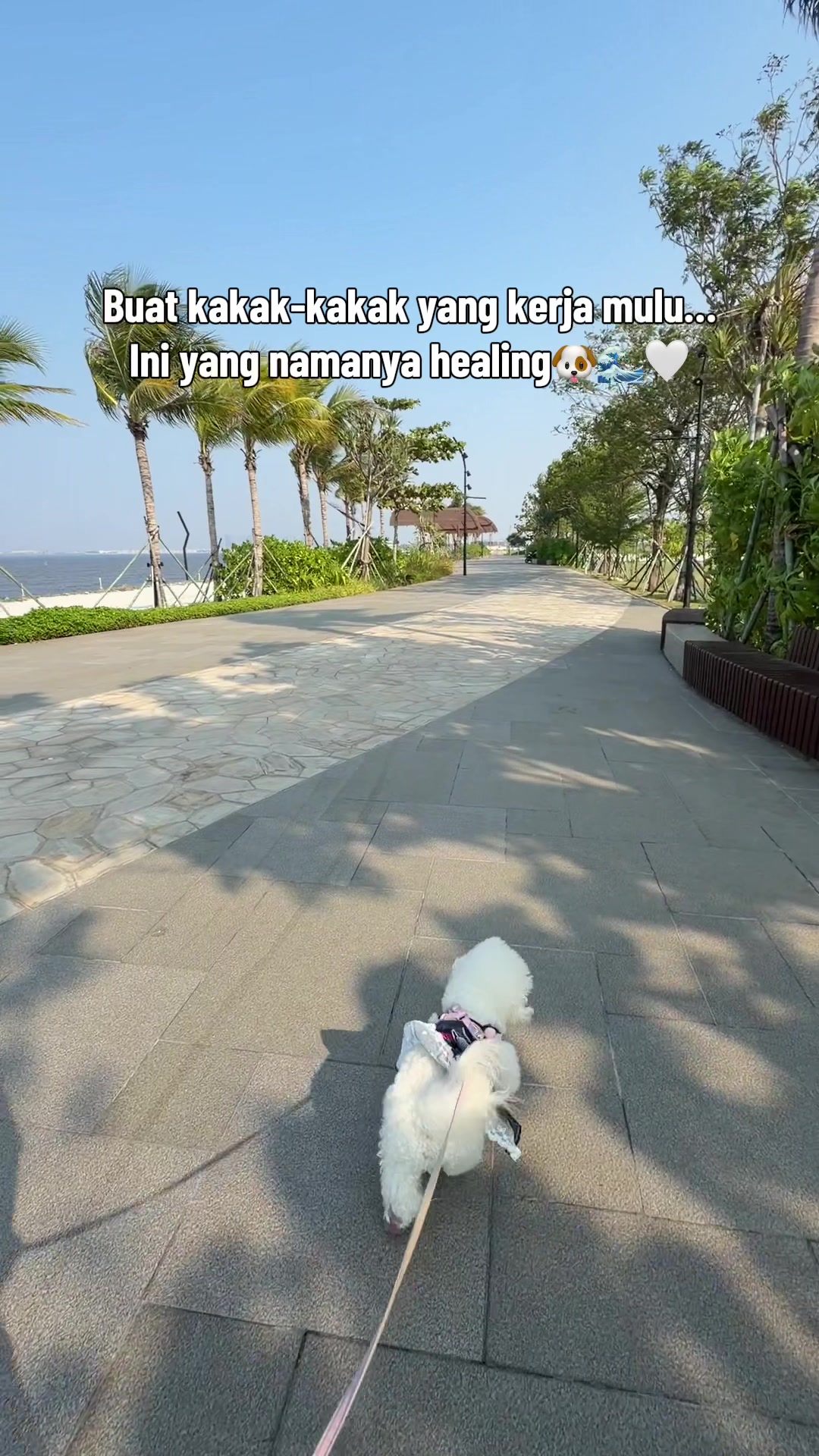 @Donut The Bichon