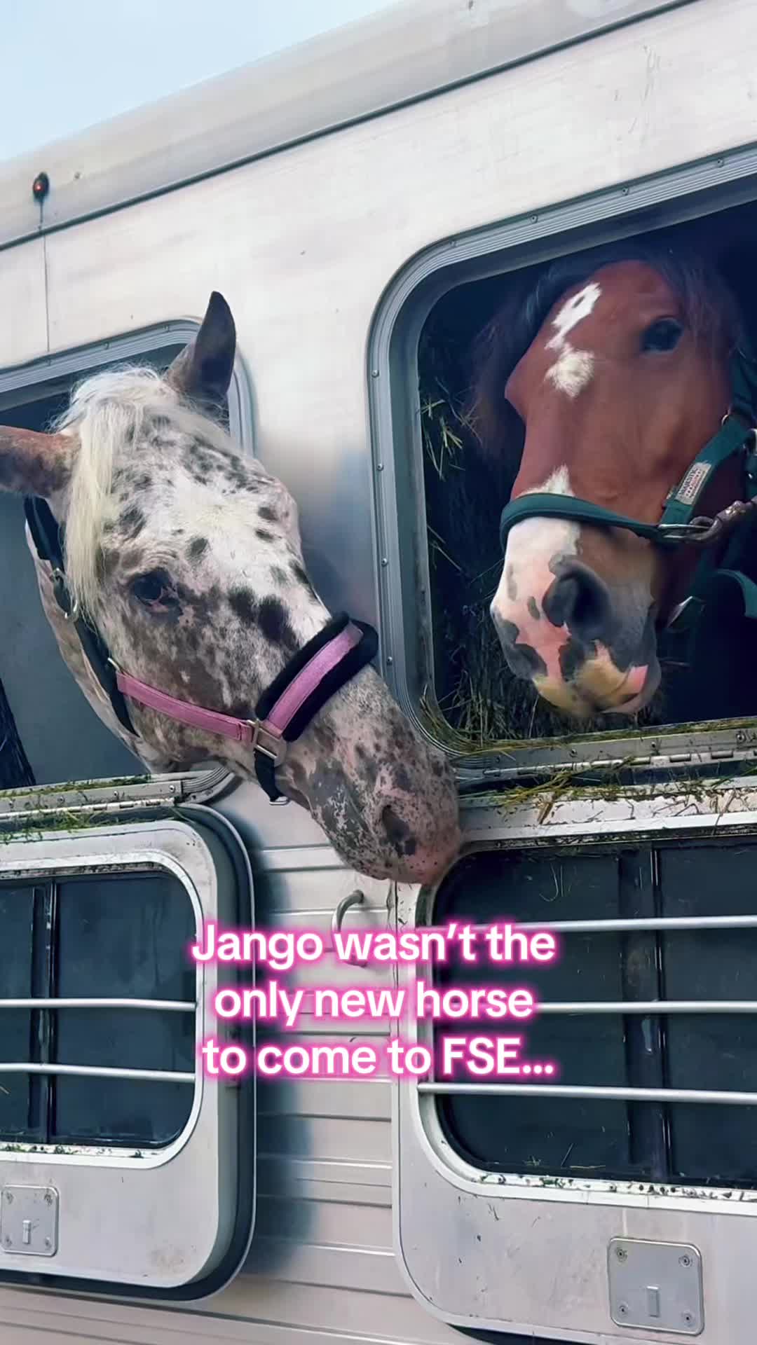 @Free Spirit Equestrian