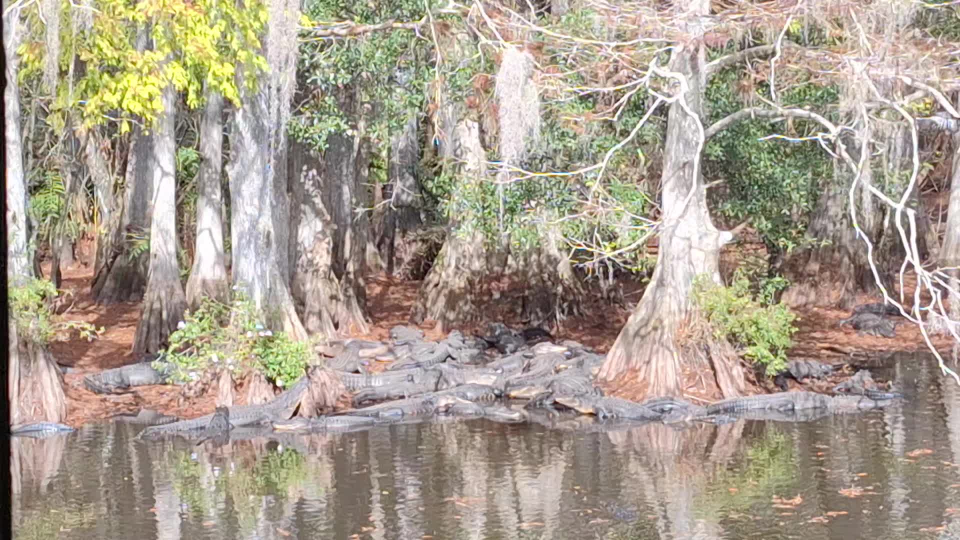 @GatorGirl22