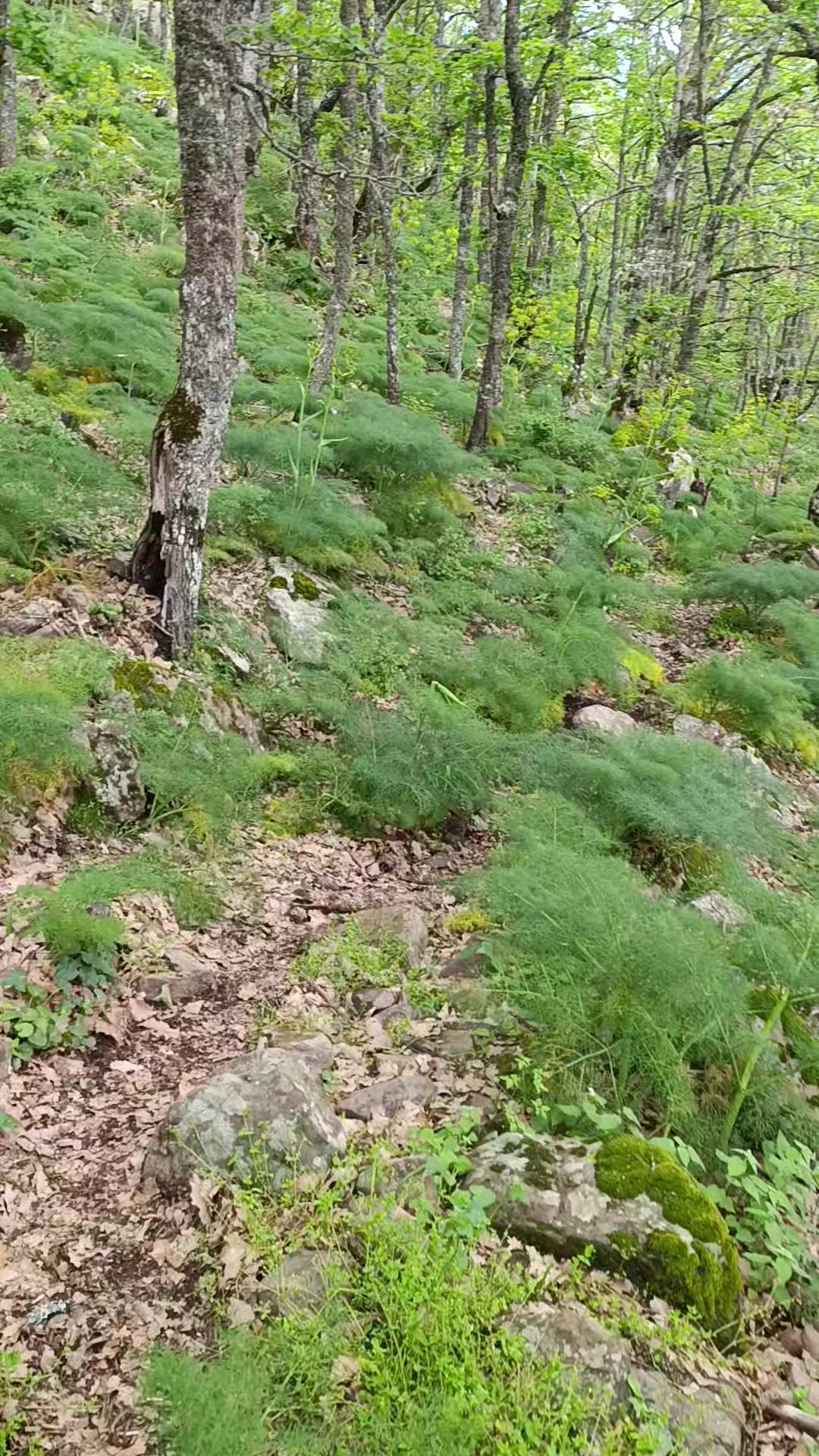 @JubaHiking