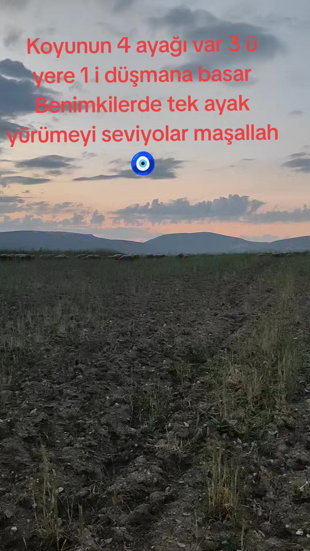 @Vural_koyunculuk_03