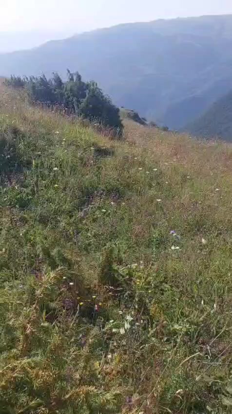 @Mazahir 032