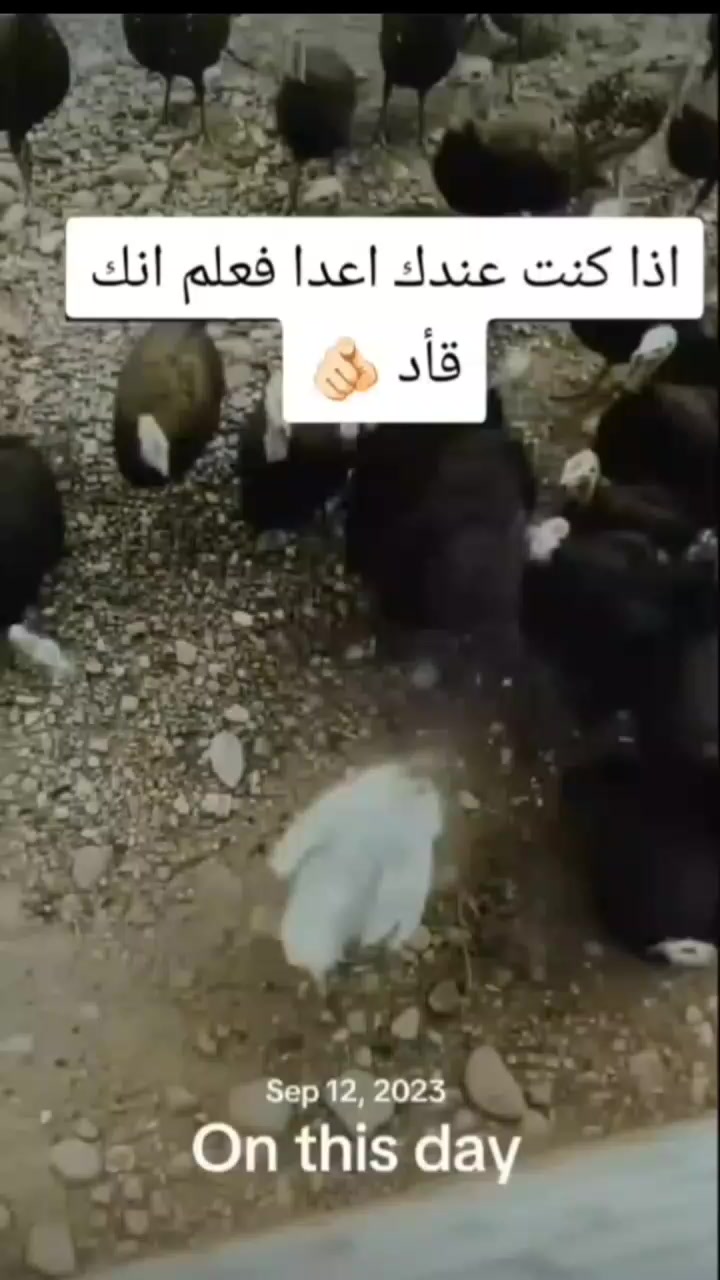 @العبودي 𓅓.🚸