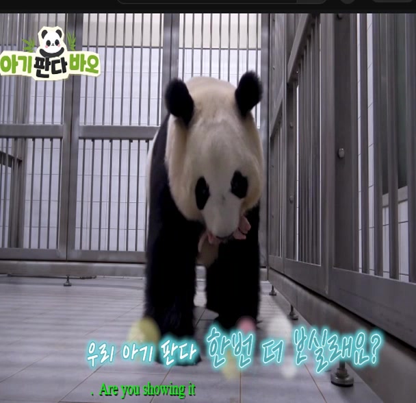 @K-PANDA kim
