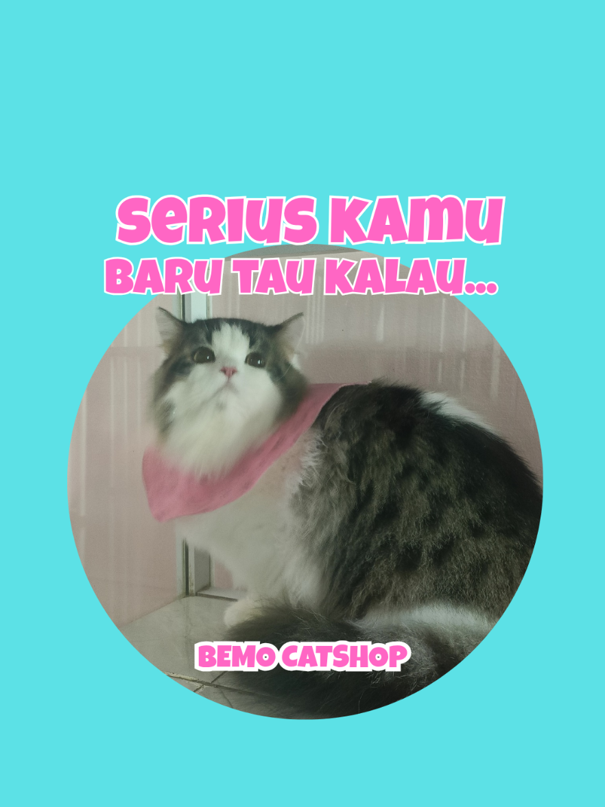 @Bemo Catshop