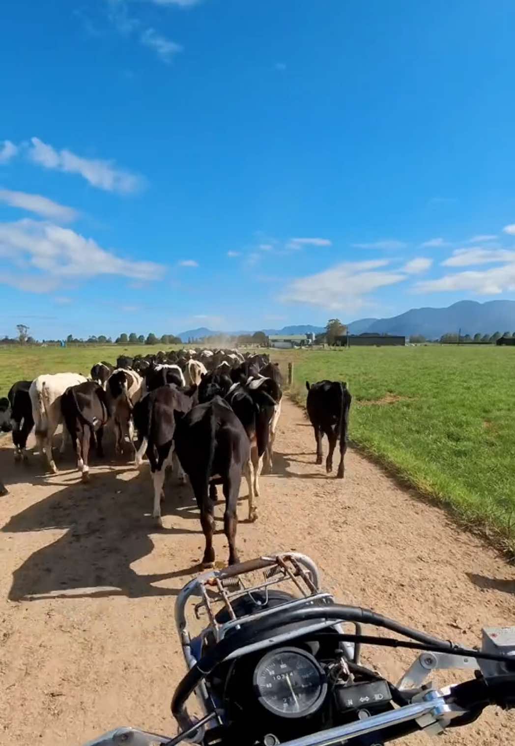@DairyPov
