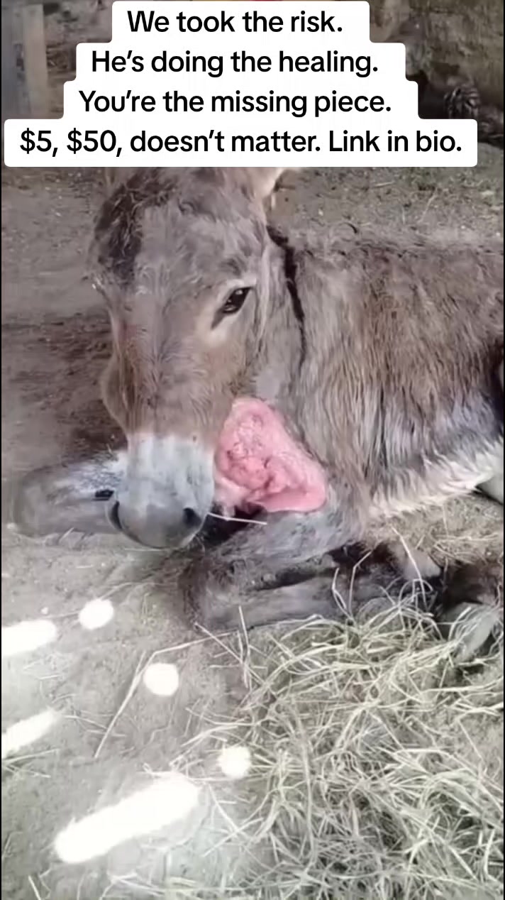 @REBORN ANIMAL RESCUER