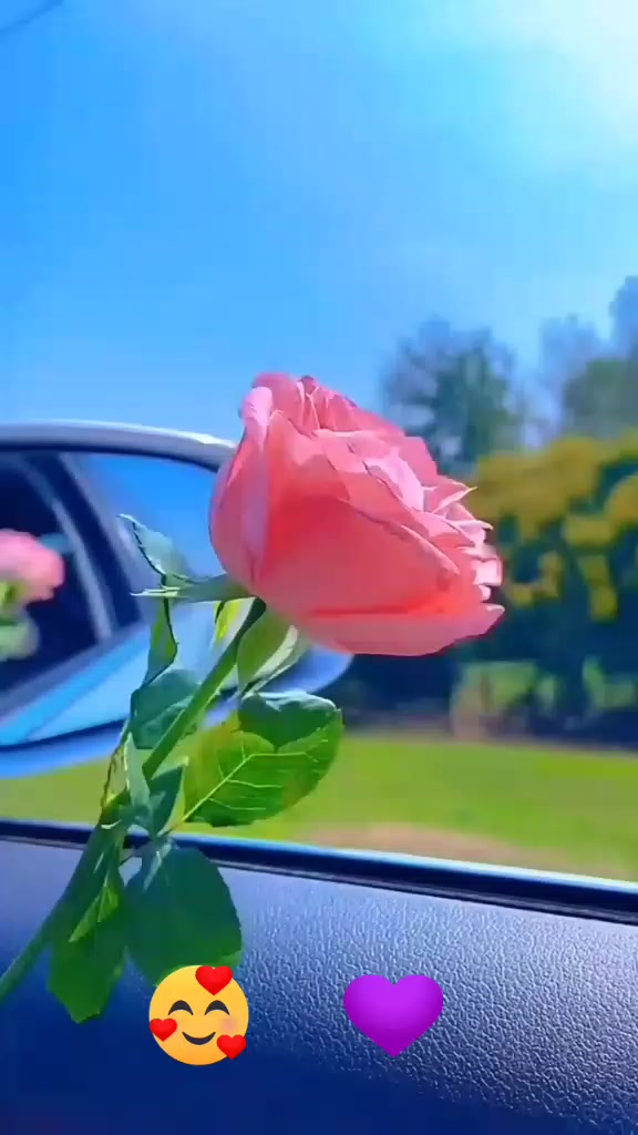 @Farnaz Ahmady