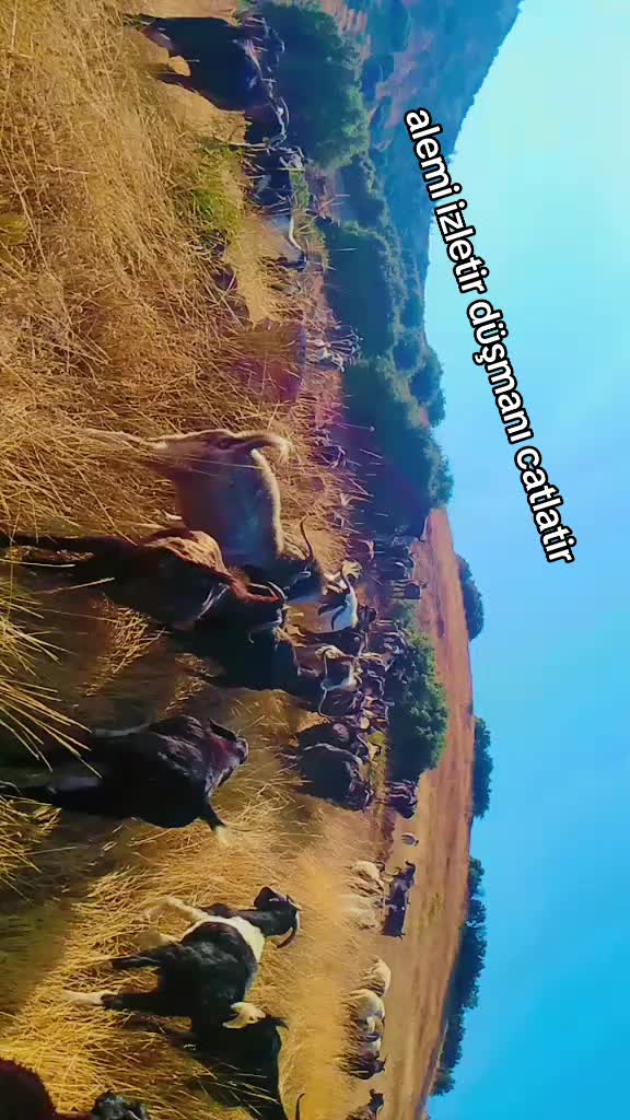 @Yörükoğlu Yaşar 20