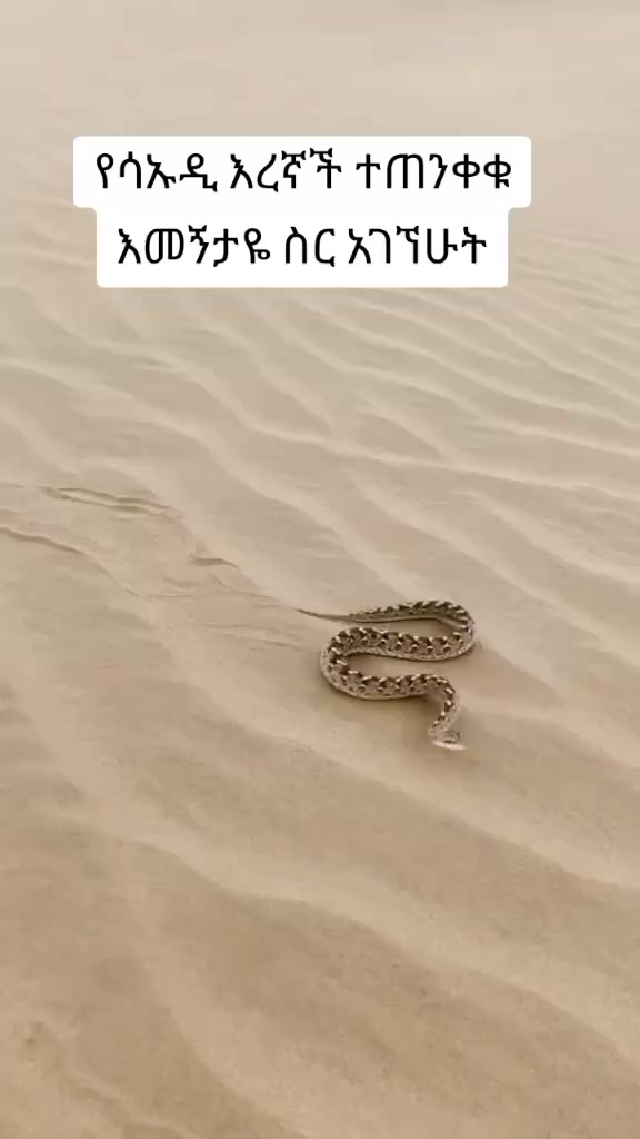 @የጫካው ቀበጥ