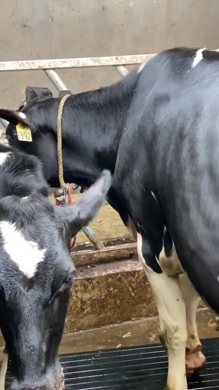 @ADAM MILK FARM