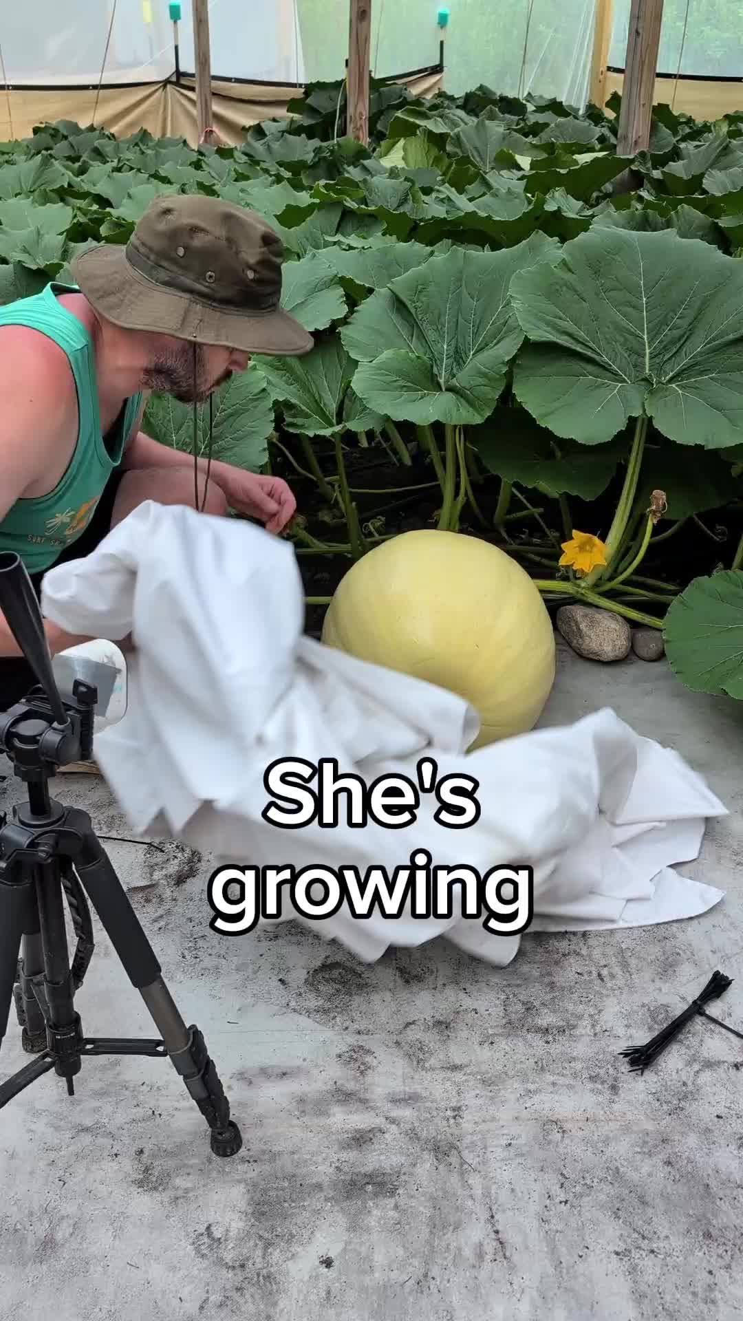 @bigpumpki