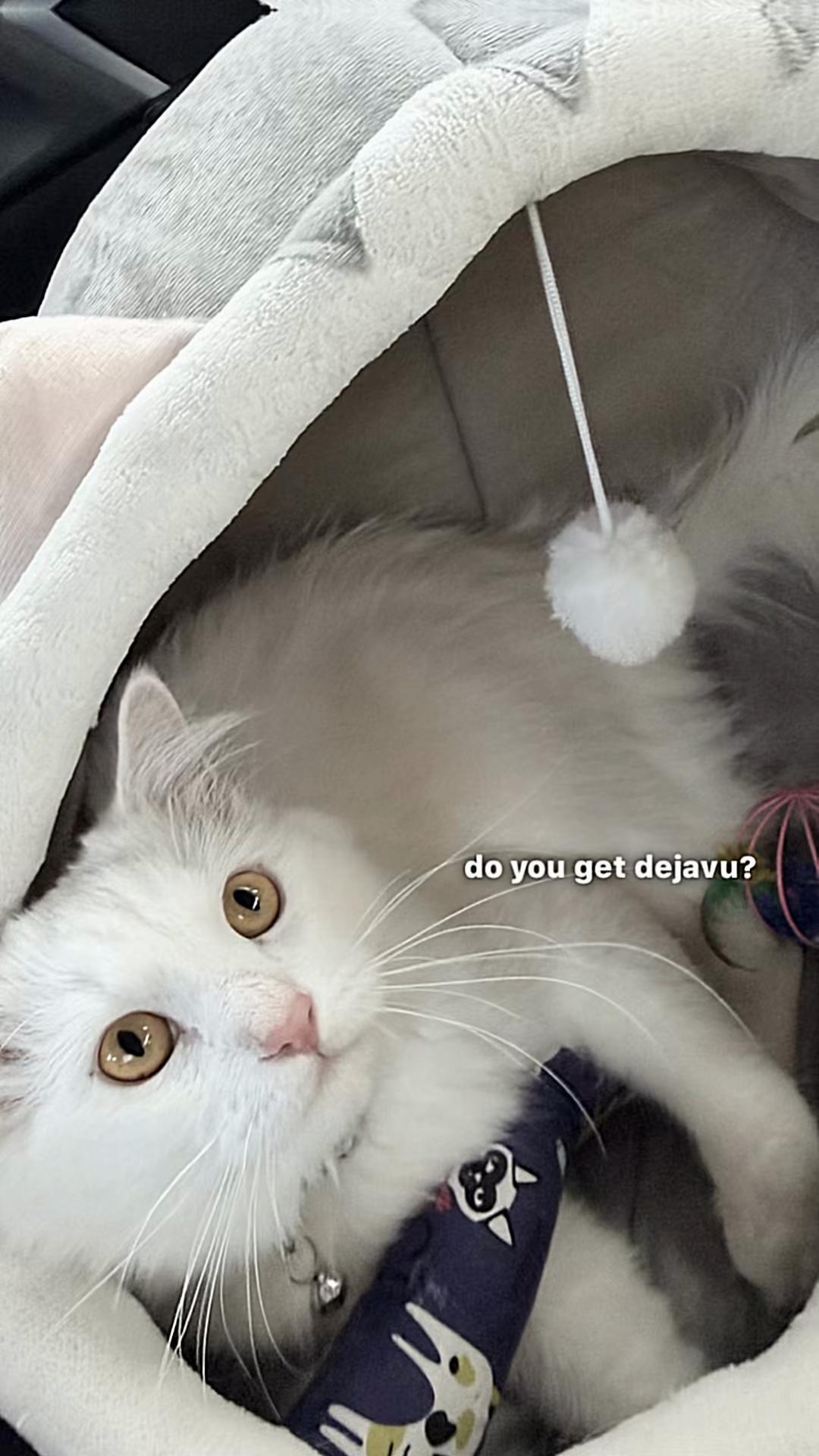 @˖ ࣪ &lsaquo;𝙆𝙚𝙠𝙣𝙞𝙯 ࣪ ᥫ᭡