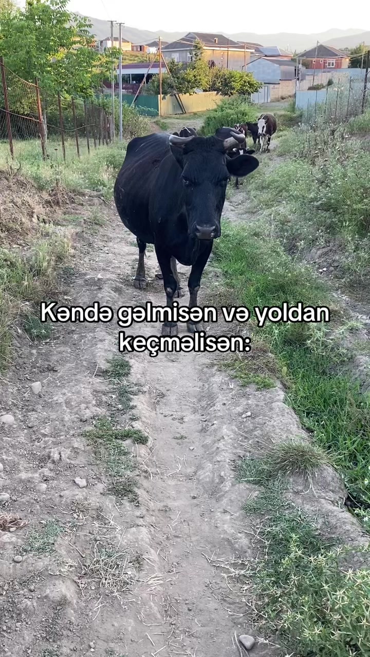 @𝑯𝒖̈𝒔𝒖̈𝒖̈ 