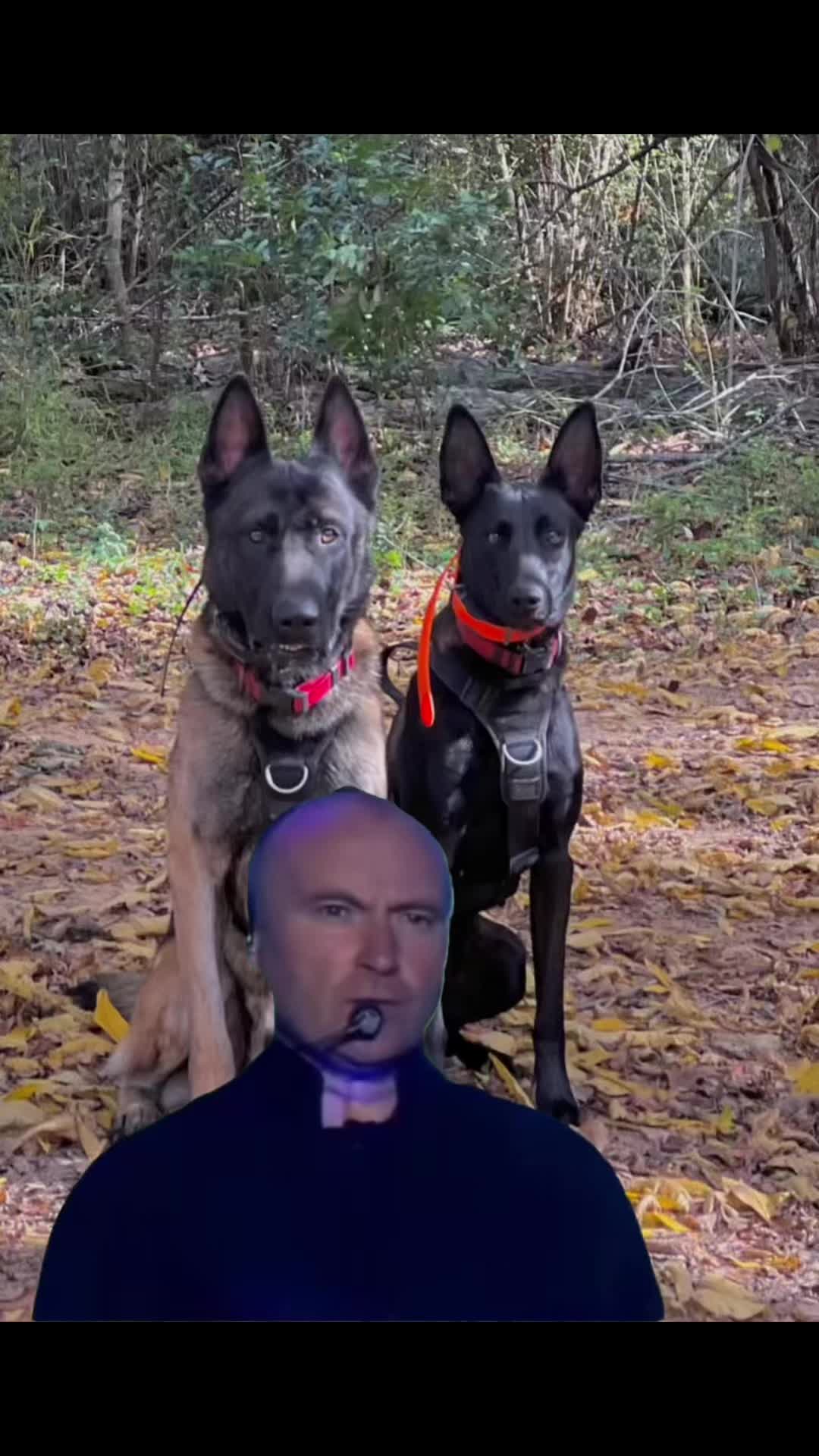 @Malinois Raptor