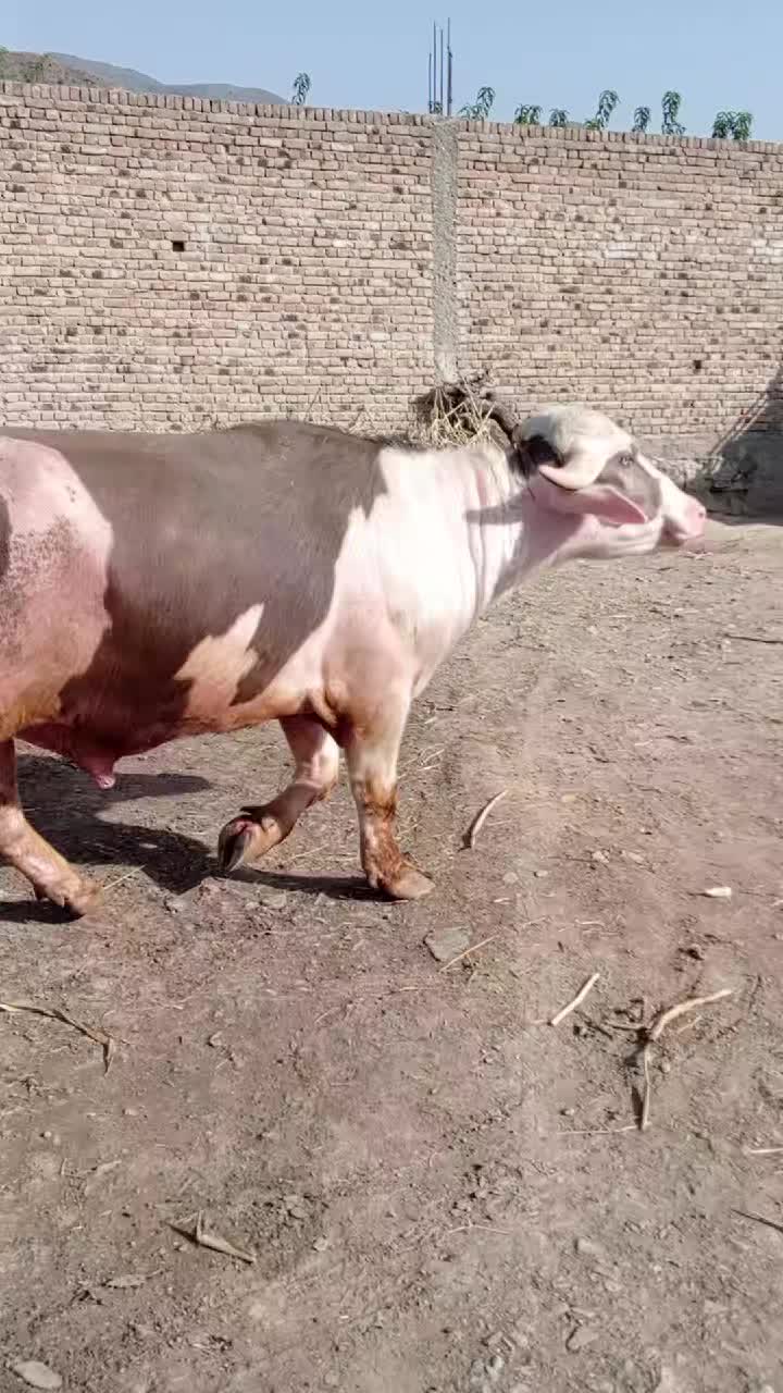 @Rashid Ullah