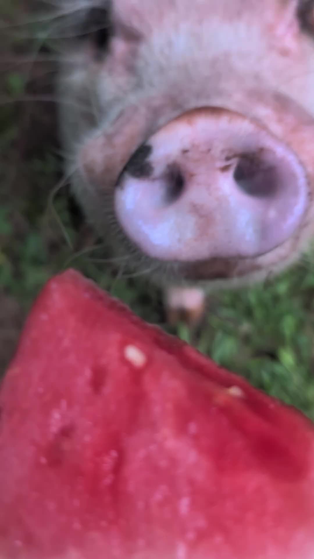 @OnePigHappyFamily