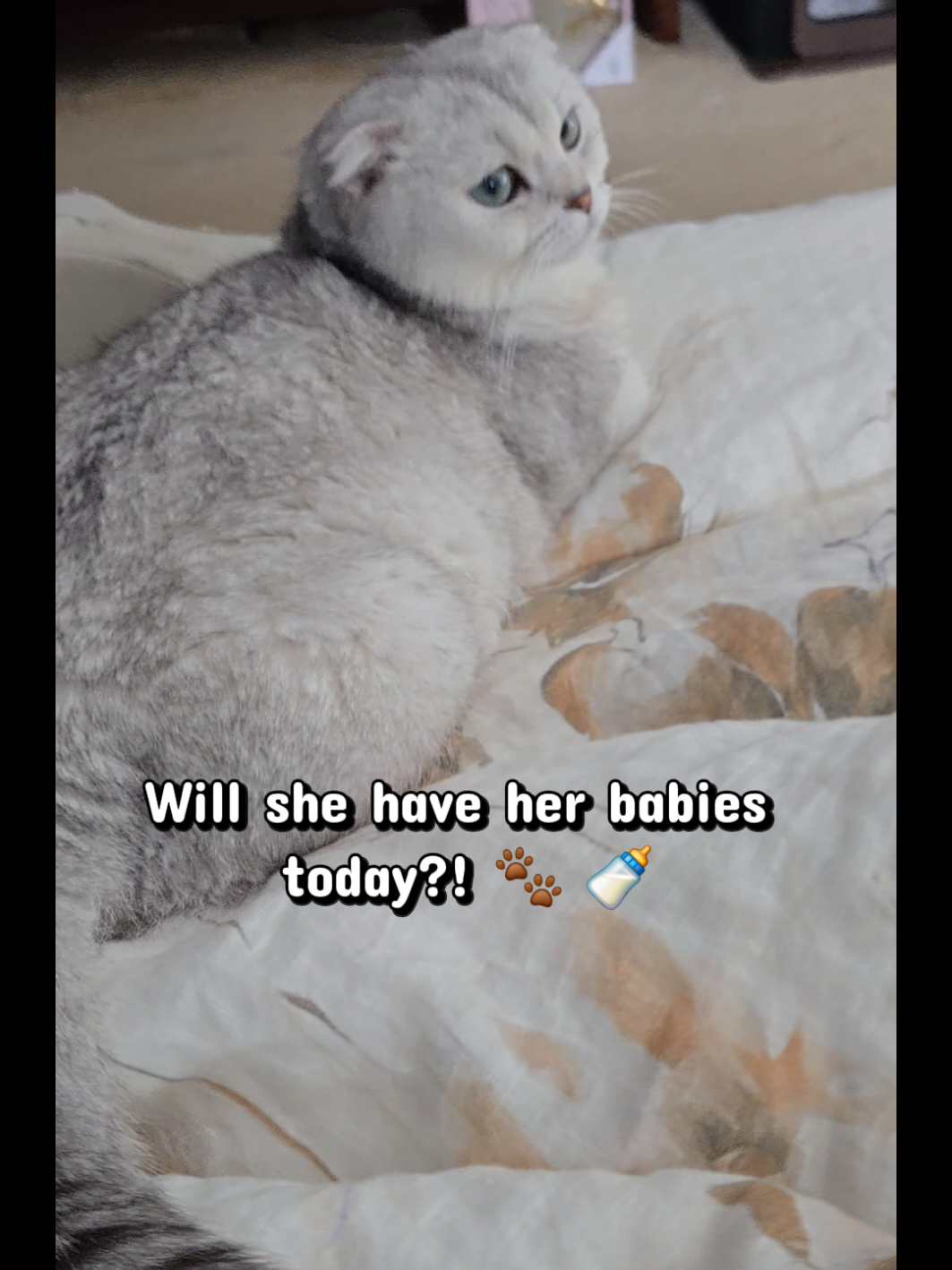 @Brittany's Beauties Kittens