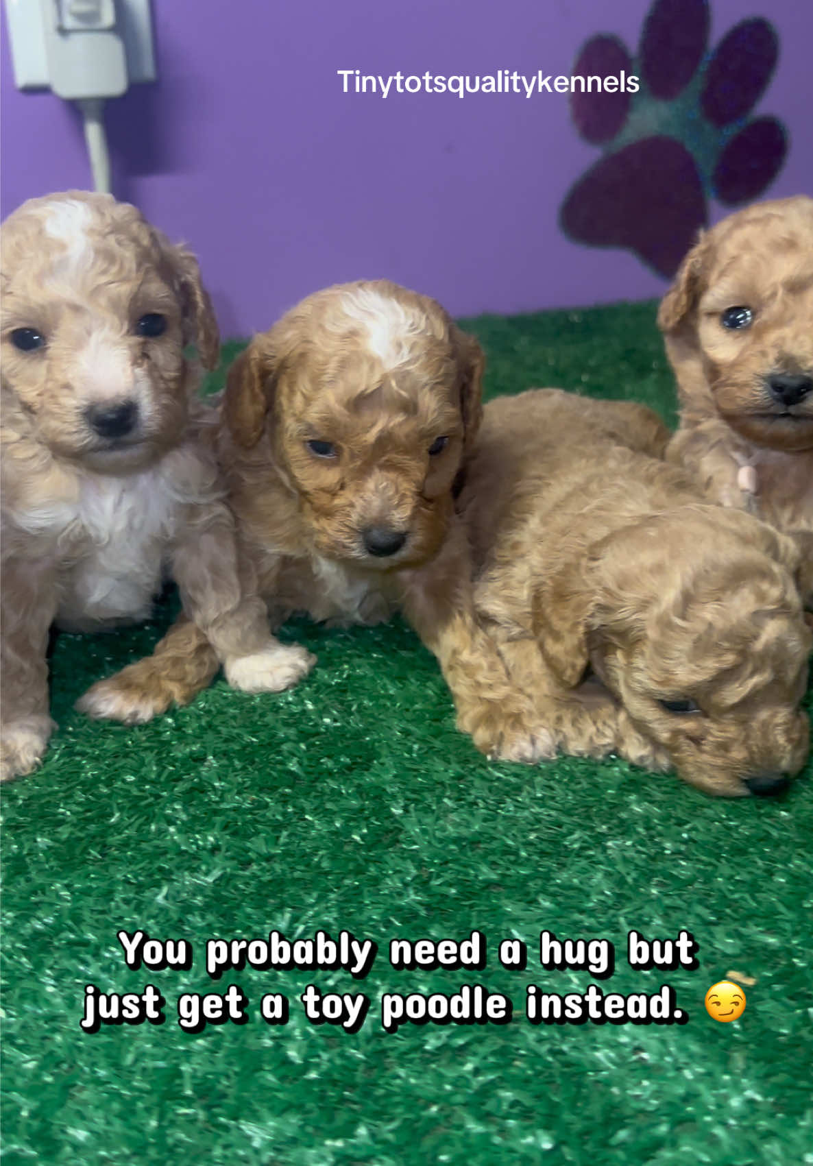 @Dog Lady