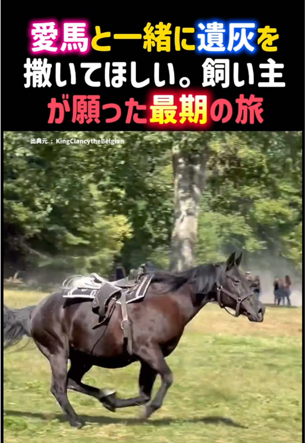@動物癒し動画♡ animal cute