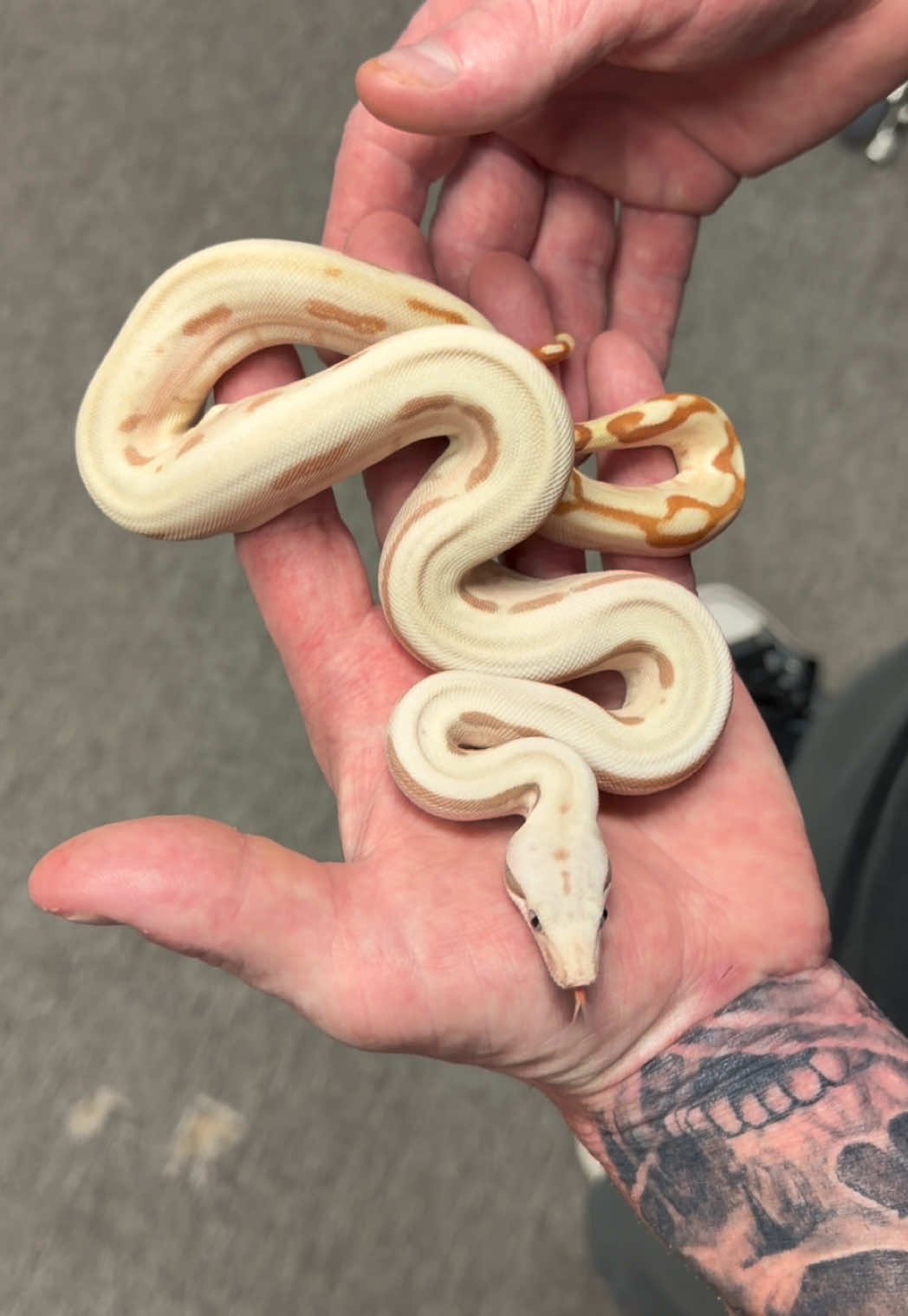 @Snake Country