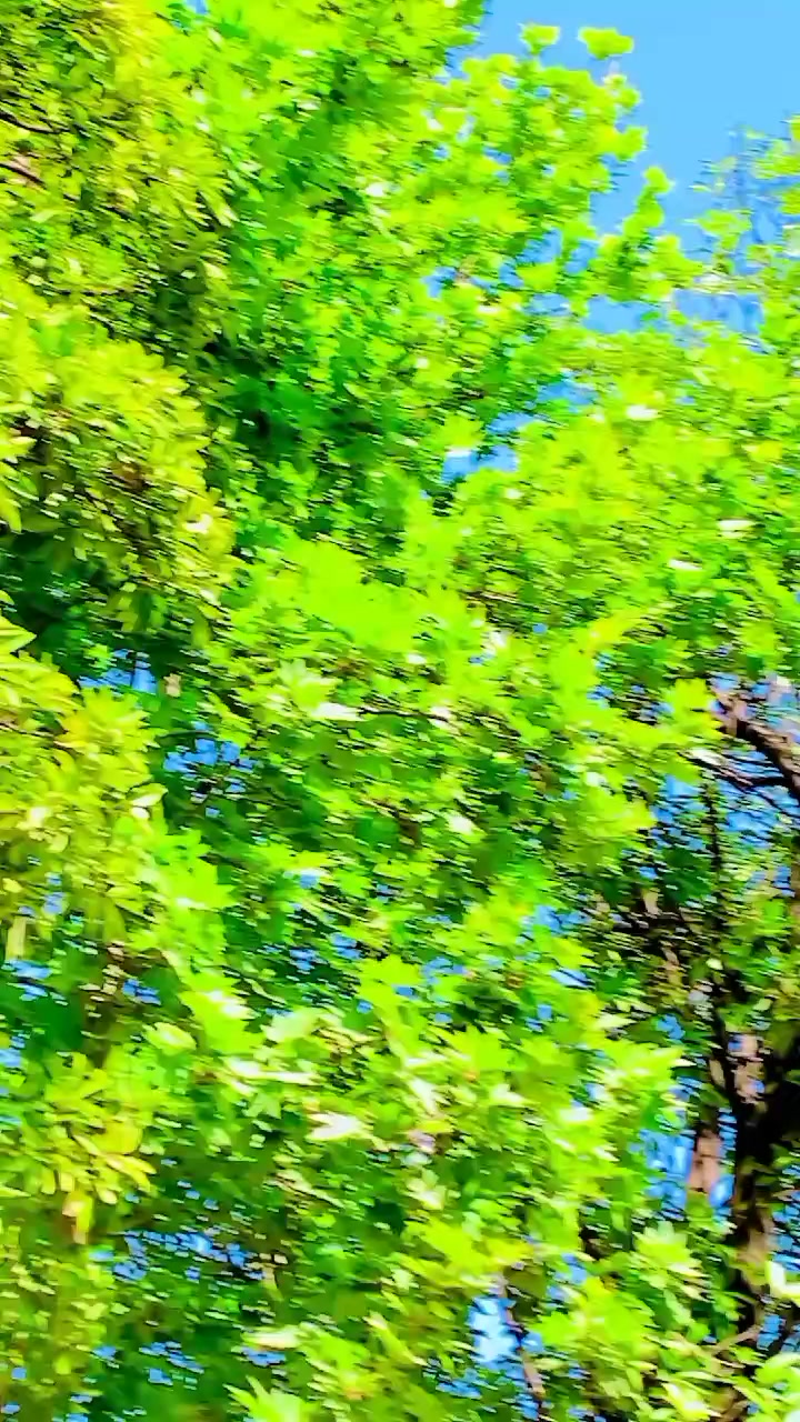 @🌹ṀṲḦḀṀṀḀḊ ḬṘḞḀṆ ṠḀJJḀṆ🌹